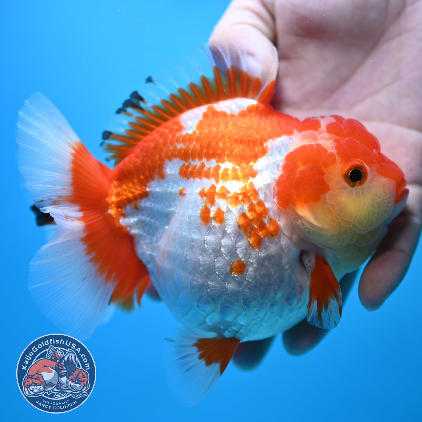 Large Red White Oranda 4.5 inch Body (250905_OR01)
