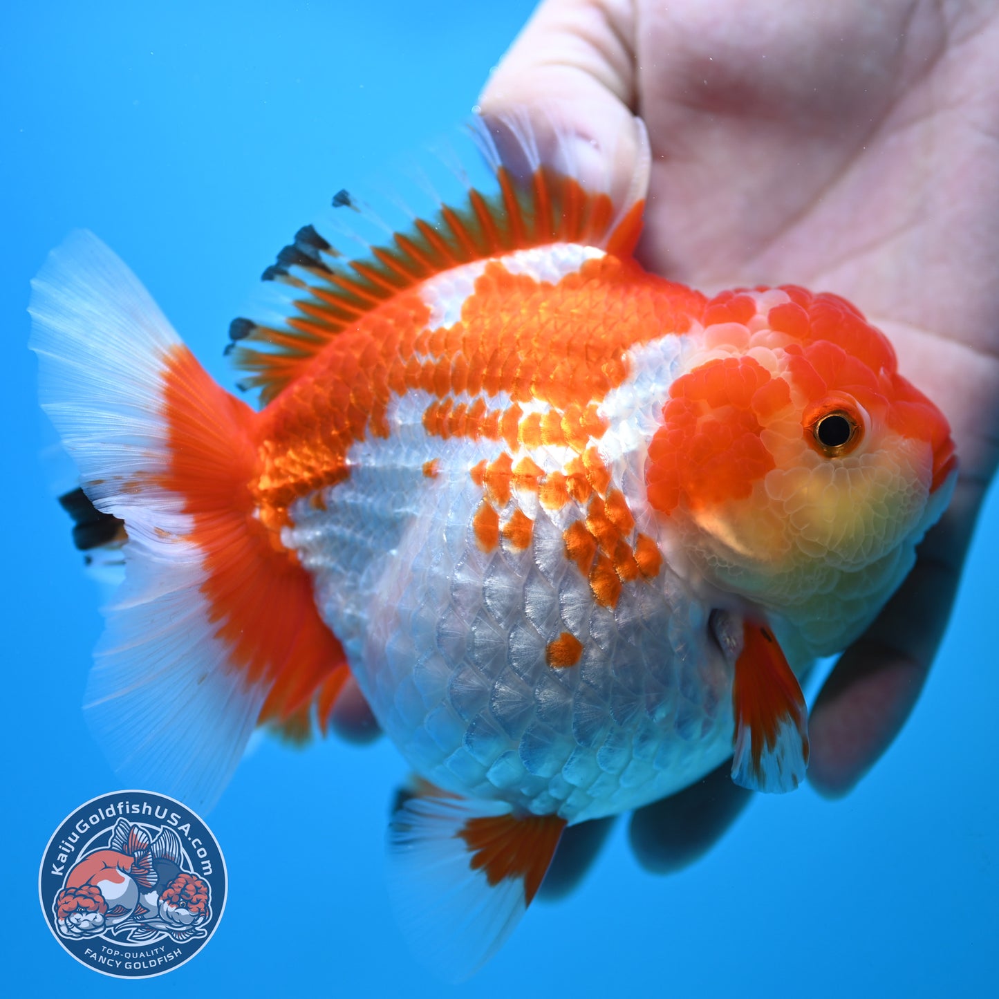 Large Red White Oranda 4.5 inch Body (250905_OR01)