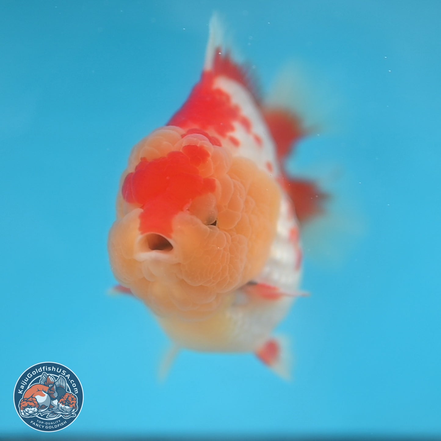 Red White YuanBao Oranda 3.8 inches Body - Male (250131_OR01)