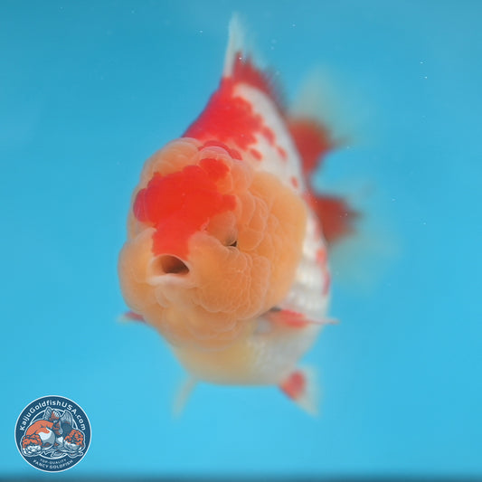 Red White YuanBao Oranda 3.8 inches Body - Male (250131_OR01)