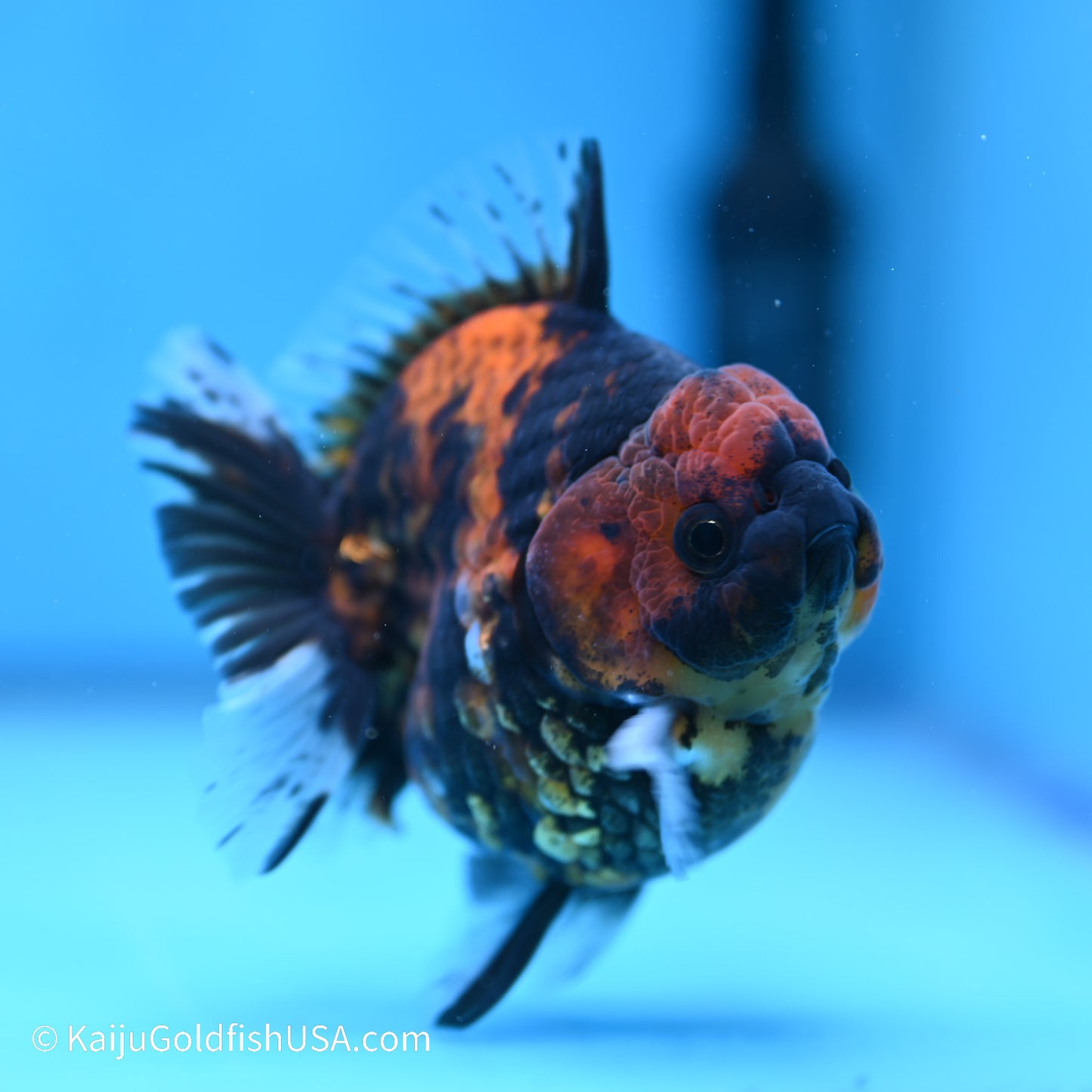 Tiger YuanBao Oranda 4 inches (240517_OR01) - Kaiju Goldfish USA