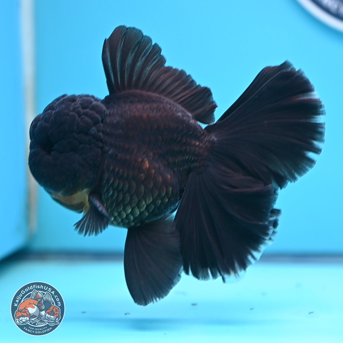 Black Orchid Tail Oranda 3.5 inches Body - Male (250314_OR01)