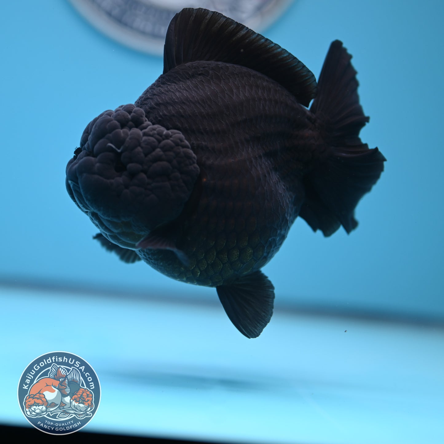 Show Grade - Jet Black Oranda 4 inches Body (250530_OR01)
