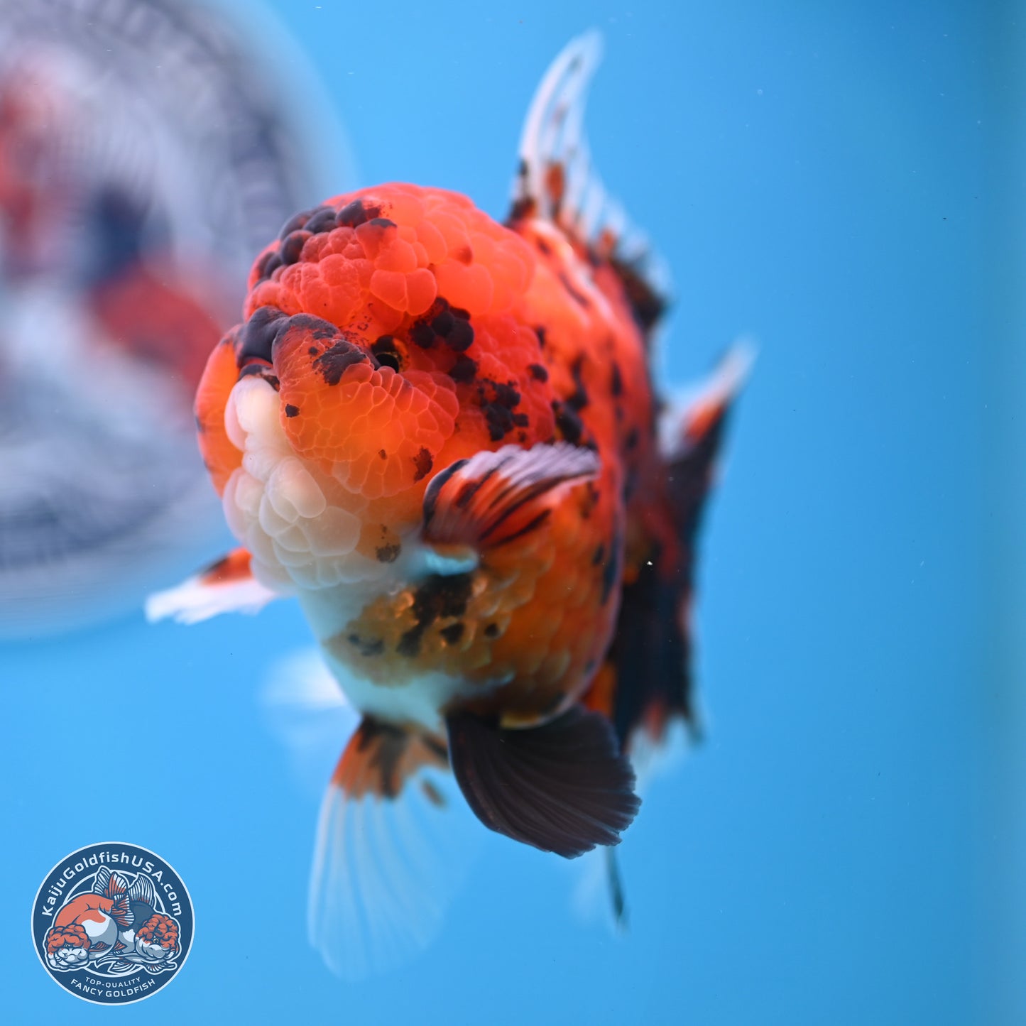 Tiger Rose Tail Oranda 3.5 inches Body - Male (250307_OR01)