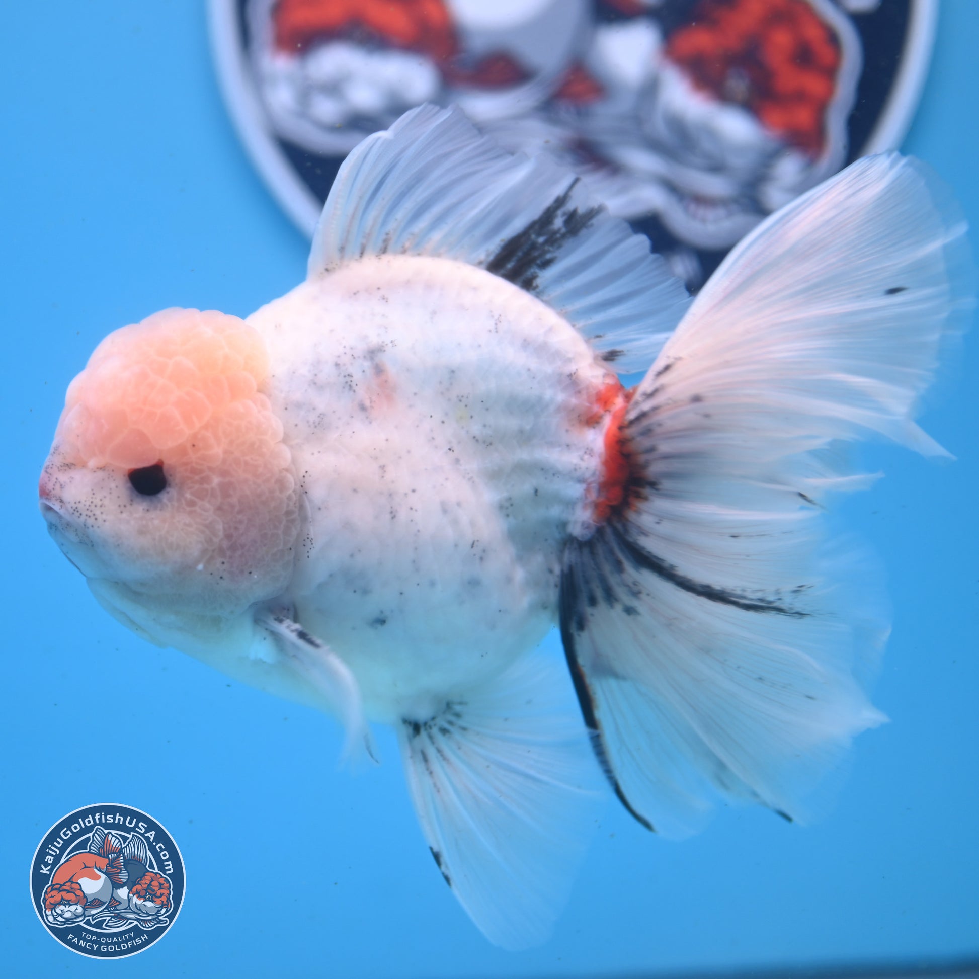 Calico Rose Tail Oranda 6 inches - Male (241122_OR01) - Kaiju Goldfish USA