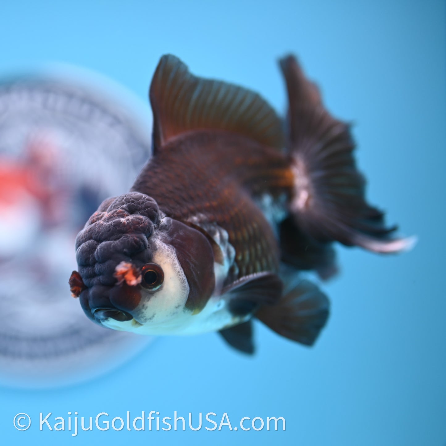 Tricolor Rose Tail Oranda 4in body (240726_OR01) - Kaiju Goldfish USA