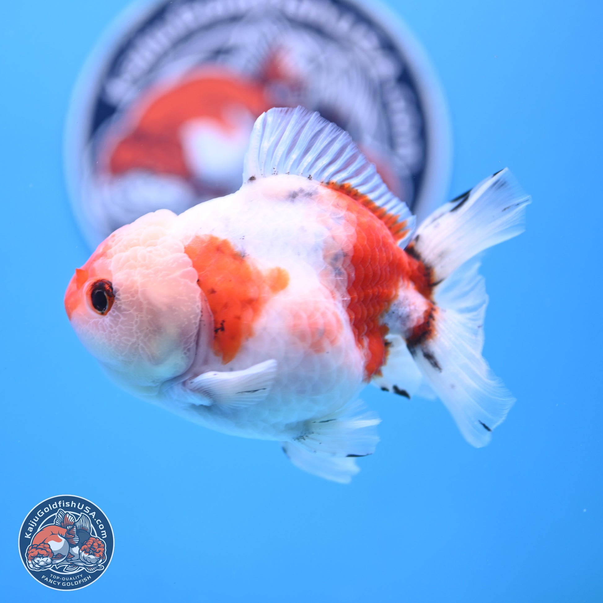 Tricolor Sakura Oranda 4 inches Body - Male (250117_OR01) - Kaiju Goldfish USA