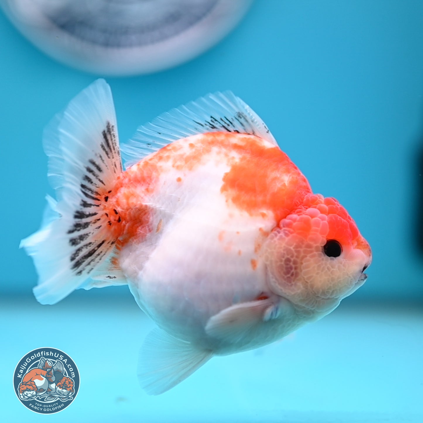 Sakura YuanBao Oranda 4 inches (241101_OR01) - Kaiju Goldfish USA