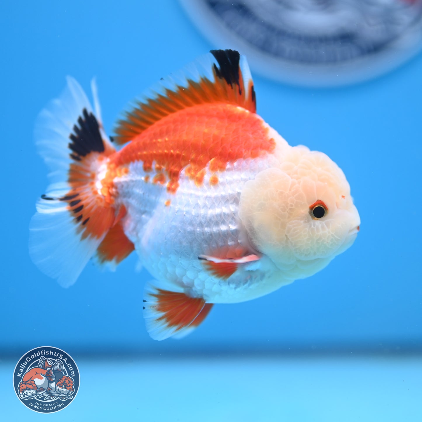 Tricolor YuanBao Oranda 4 inches - Male (241206_OR01) - Kaiju Goldfish USA