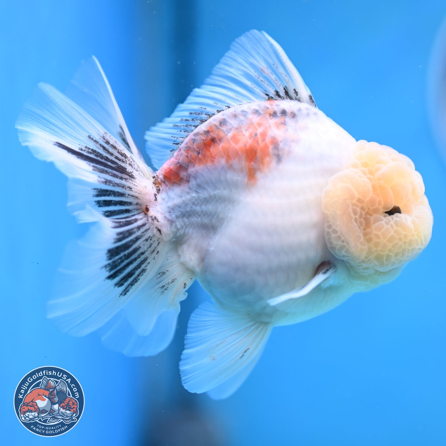 Tricolor Sakura Rose Tail Oranda 5 inches -Male (241129_OR01) - Kaiju Goldfish USA