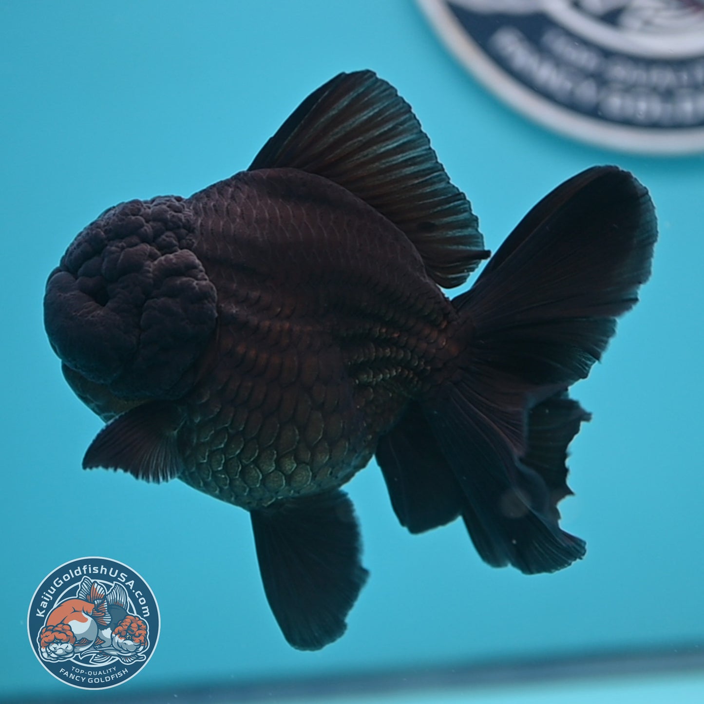 Shogun Jet Black Rose Tail Oranda 3.5 inches Body (250606_OR01)