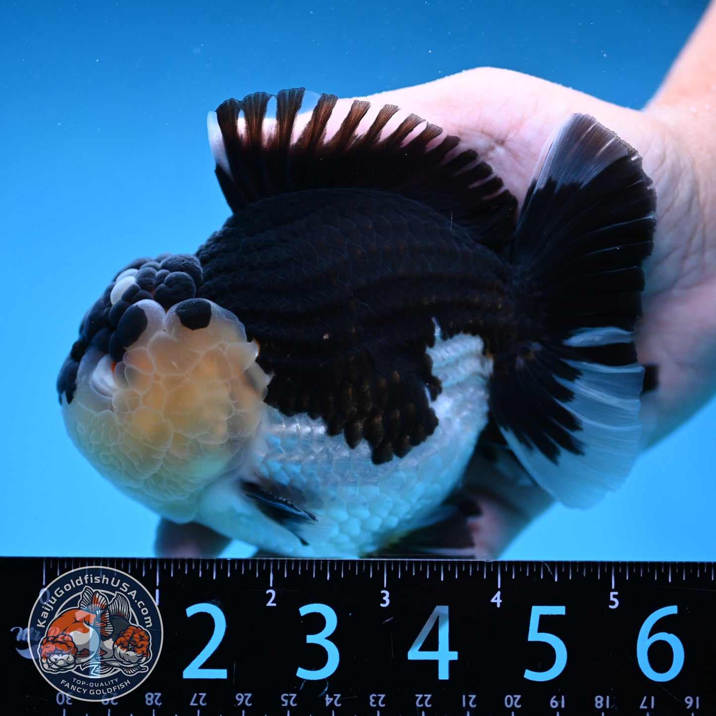 AAA Grade Panda Oranda 4.5 inch Body (250912_OR01)