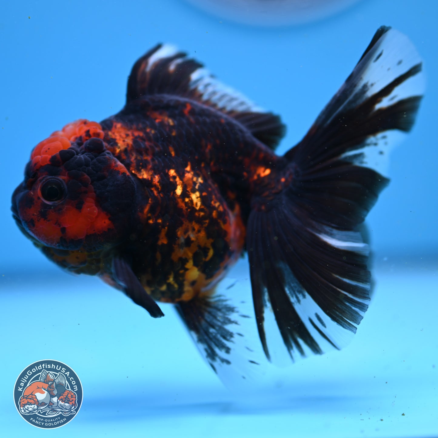 Tiger Rose Tail Oranda 3.5in Body (240830_OR01) - Kaiju Goldfish USA