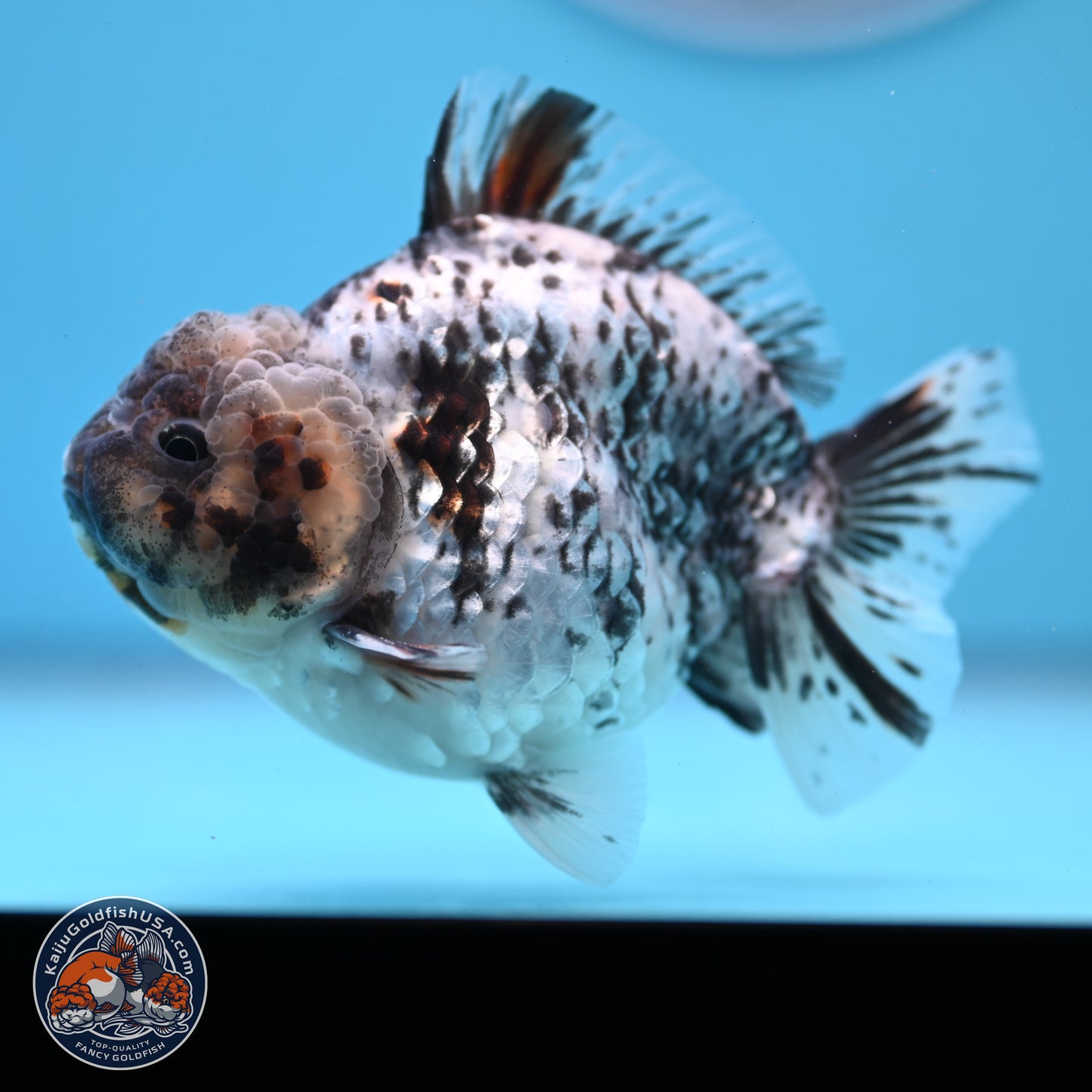 Blue Based Tiger YuanBao Oranda 3.7-4.5 inches (240920_OR01) - Kaiju Goldfish USA