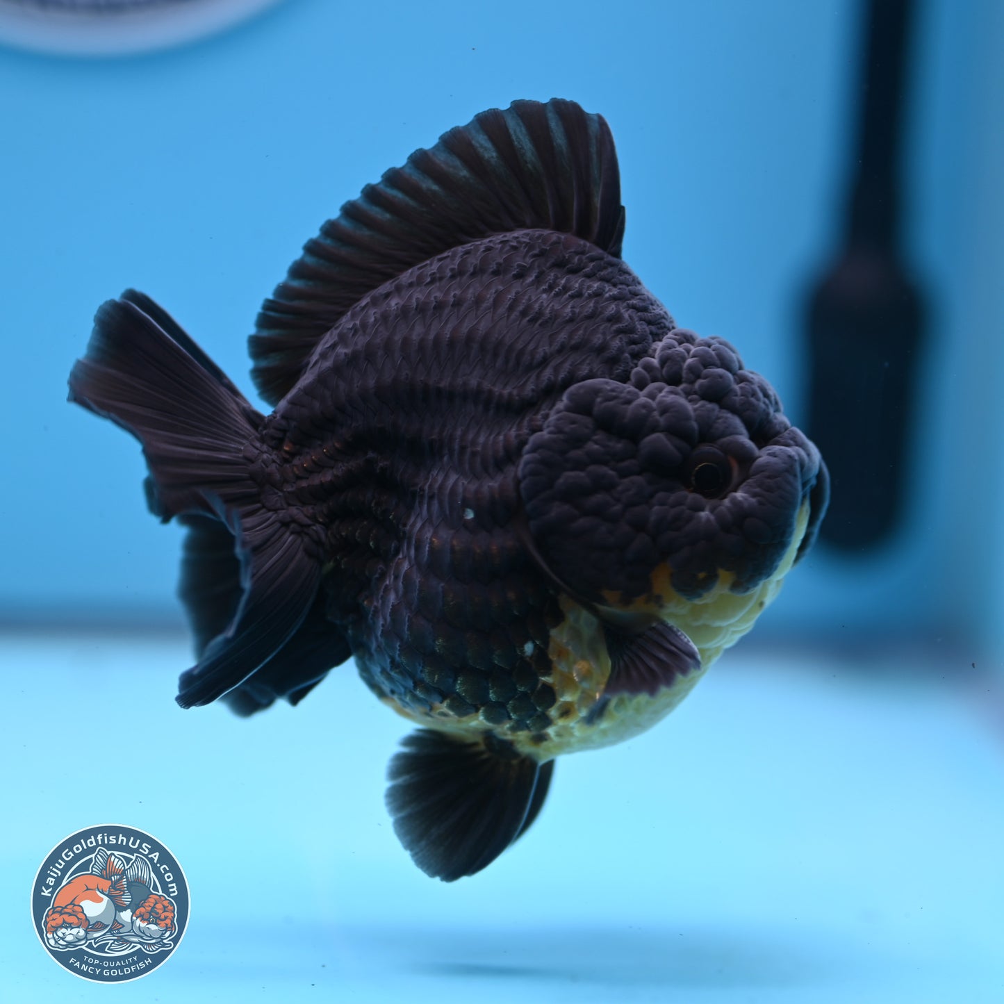 Kirin YuanBao Oranda 3.5 inches Body - Male (241227_OR01) - Kaiju Goldfish USA