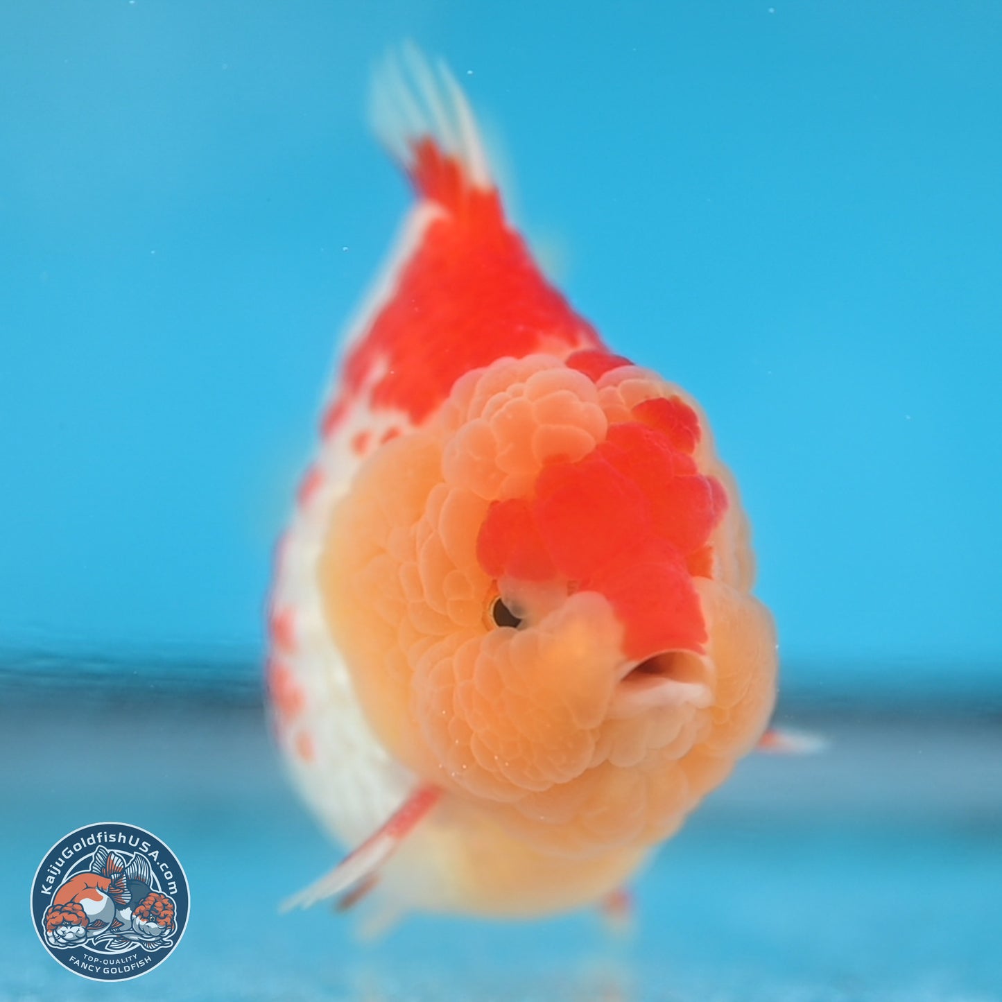 Red White YuanBao Oranda 3.8 inches Body - Male (250131_OR01)