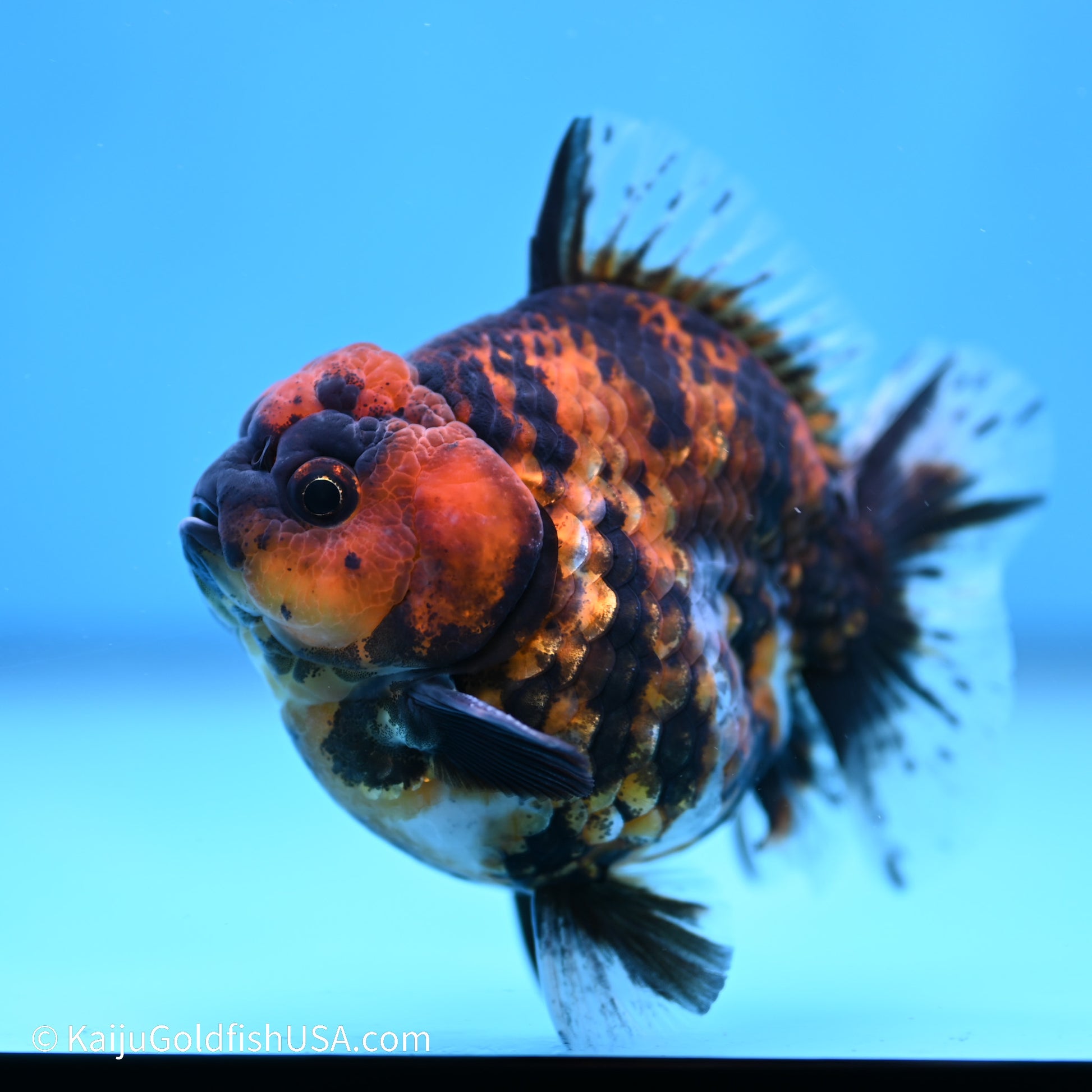 Tiger YuanBao Oranda 4 inches (240517_OR01) - Kaiju Goldfish USA