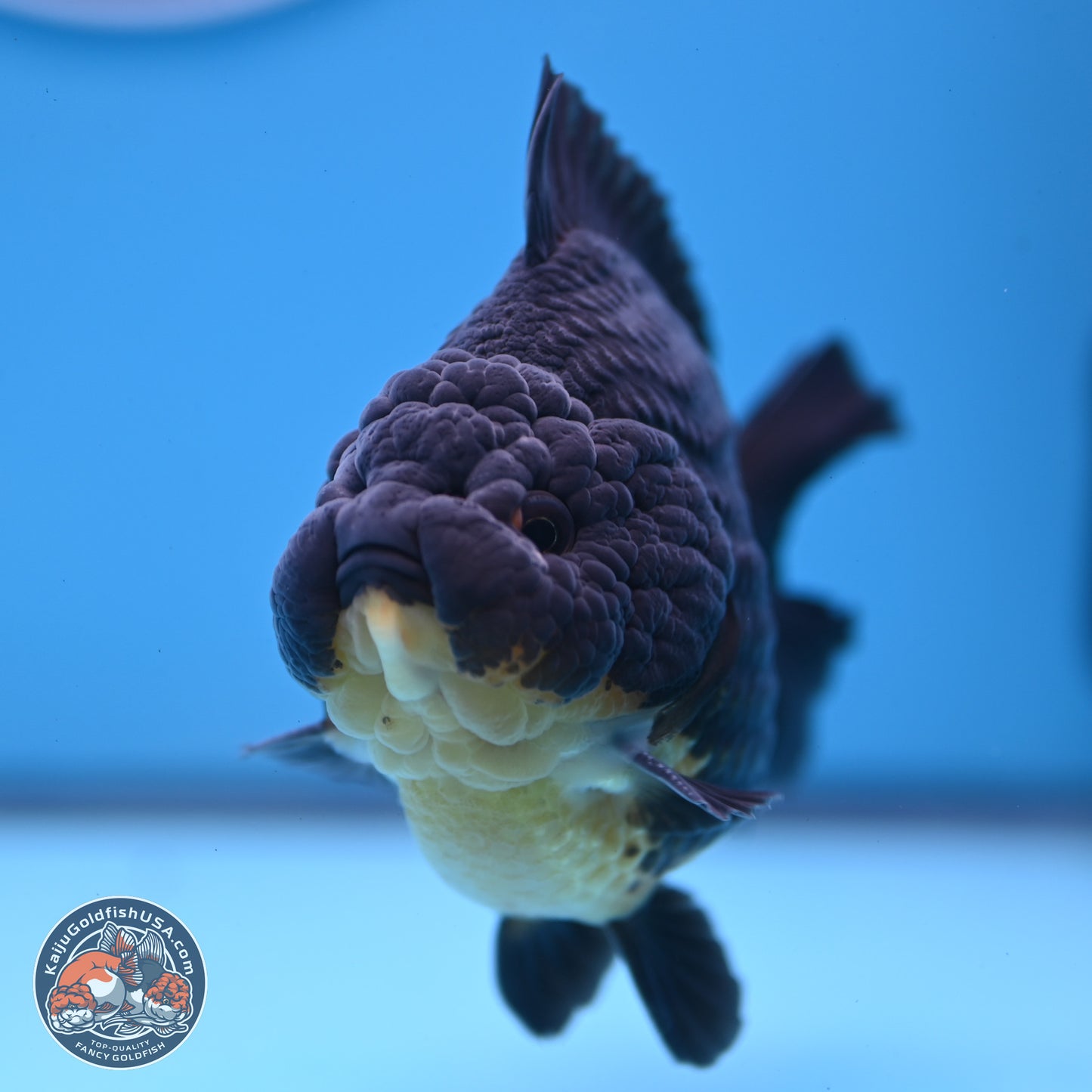 Kirin YuanBao Oranda 3.5 inches Body - Male (241227_OR01) - Kaiju Goldfish USA