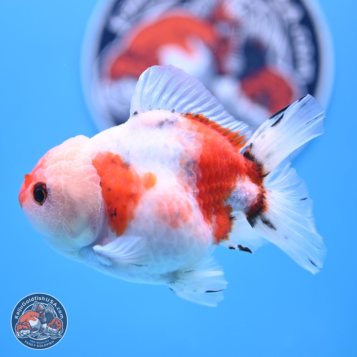 Tricolor Sakura Oranda 4 inches Body - Male (250117_OR01) - Kaiju Goldfish USA