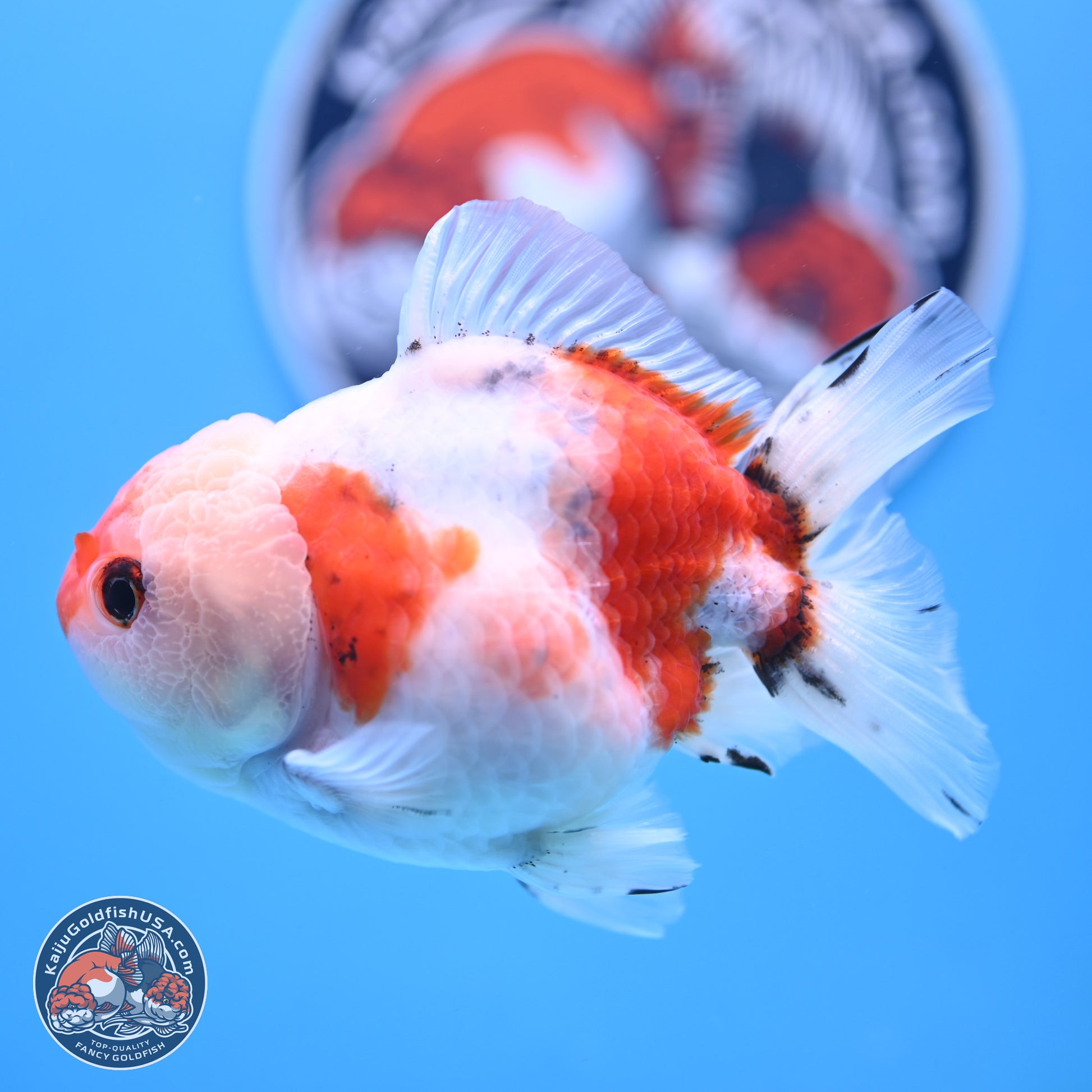 Tricolor Sakura Oranda 4 inches Body - Male (250117_OR01) - Kaiju Goldfish USA