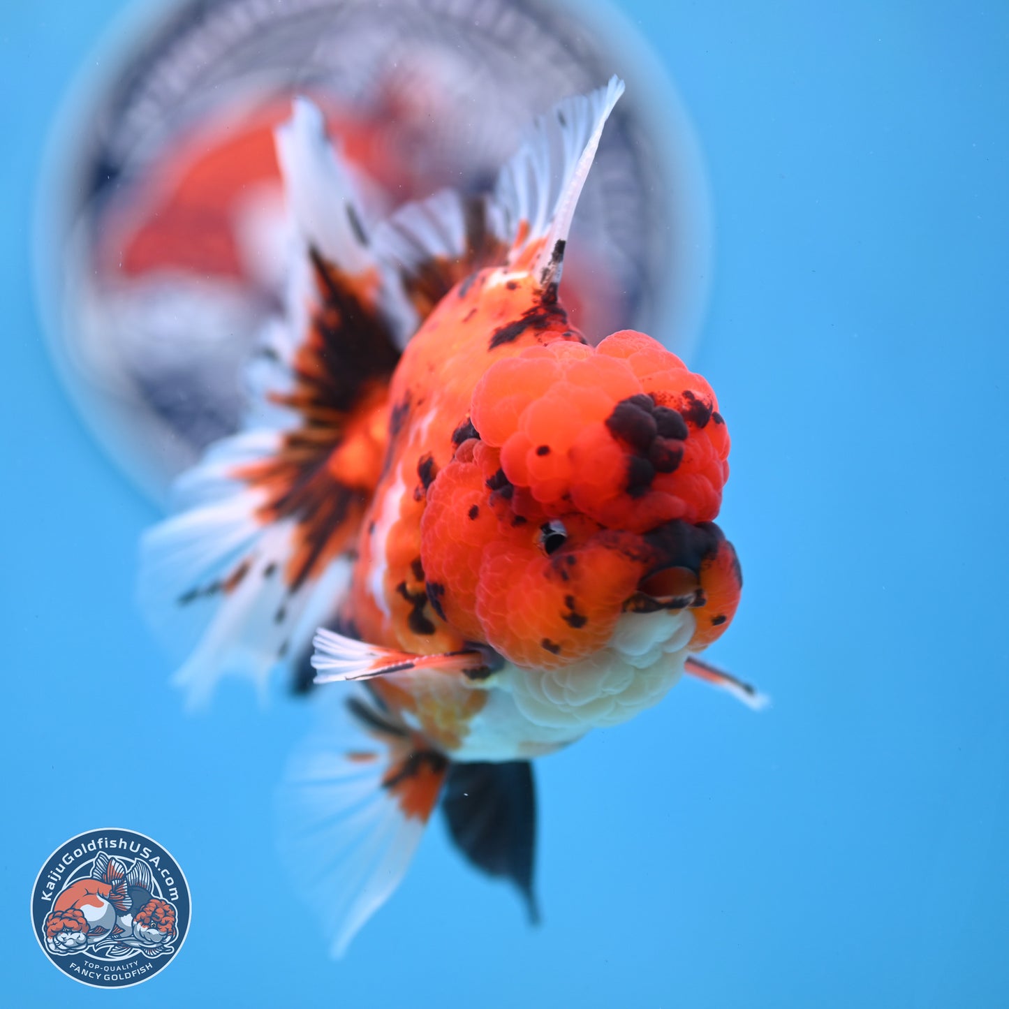 Tiger Rose Tail Oranda 3.5 inches Body - Male (250307_OR01)