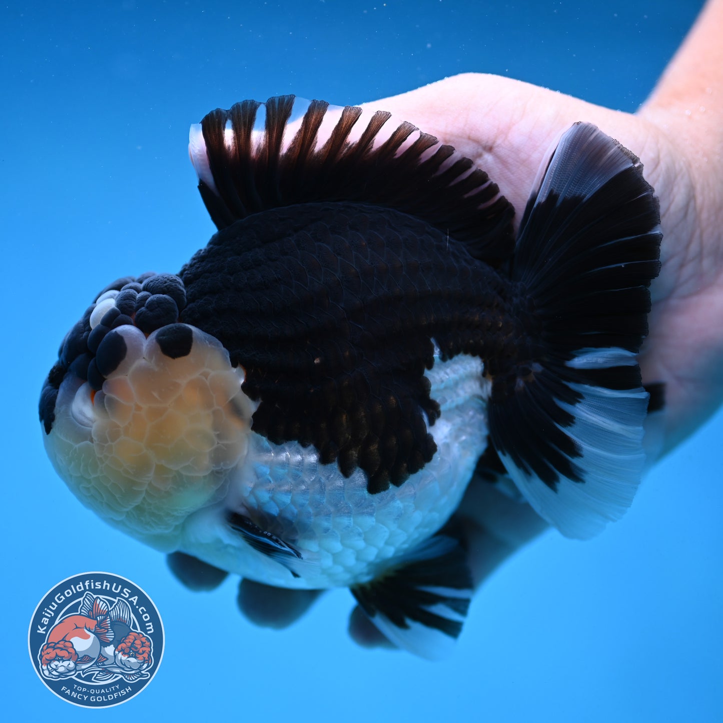 AAA Grade Panda Oranda 4.5 inch Body (250912_OR01)