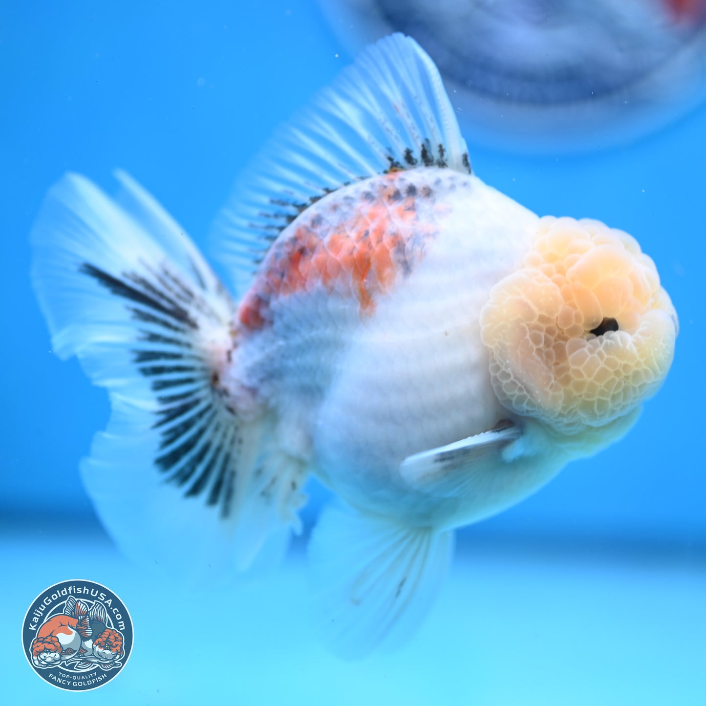 Tricolor Sakura Rose Tail Oranda 5 inches -Male (241129_OR01) - Kaiju Goldfish USA