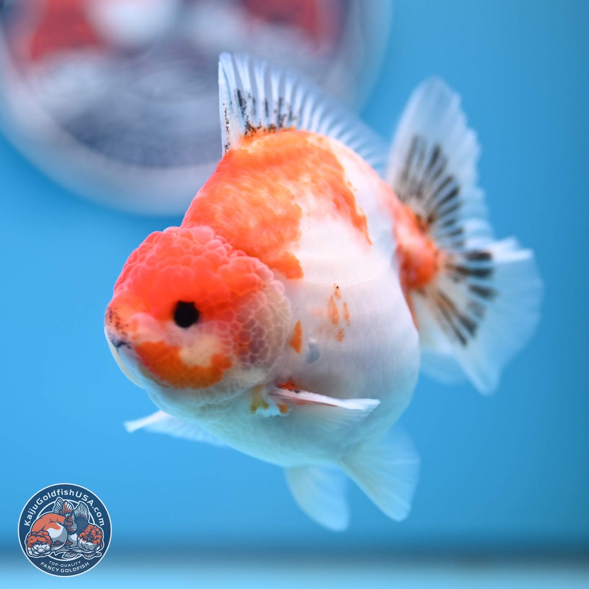 Sakura YuanBao Oranda 4 inches (241101_OR01) - Kaiju Goldfish USA