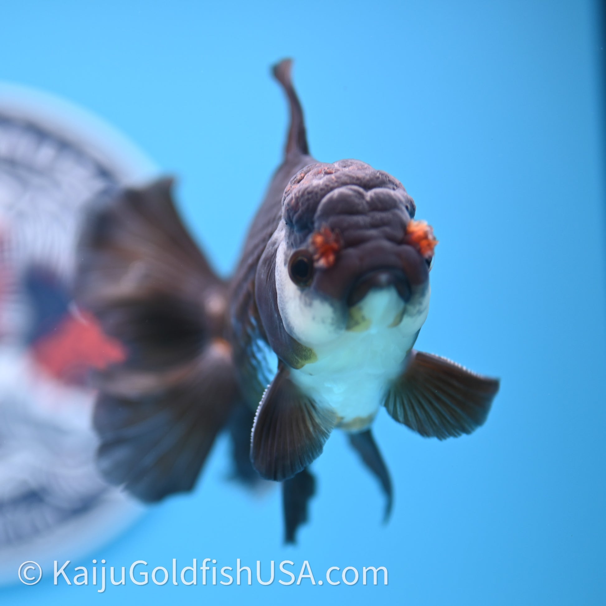 Tricolor Rose Tail Oranda 4in body (240726_OR01) - Kaiju Goldfish USA