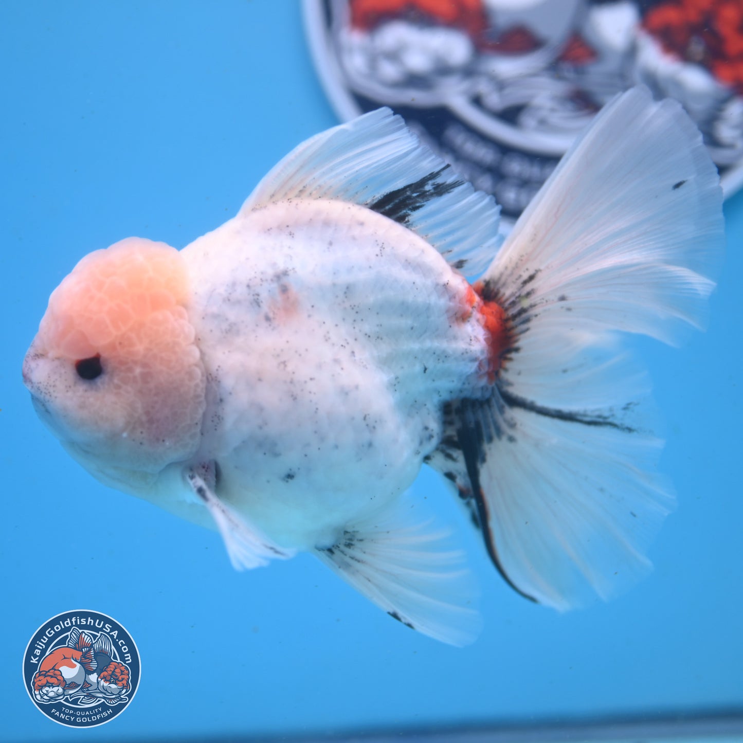 Calico Rose Tail Oranda 6 inches - Male (241122_OR01) - Kaiju Goldfish USA