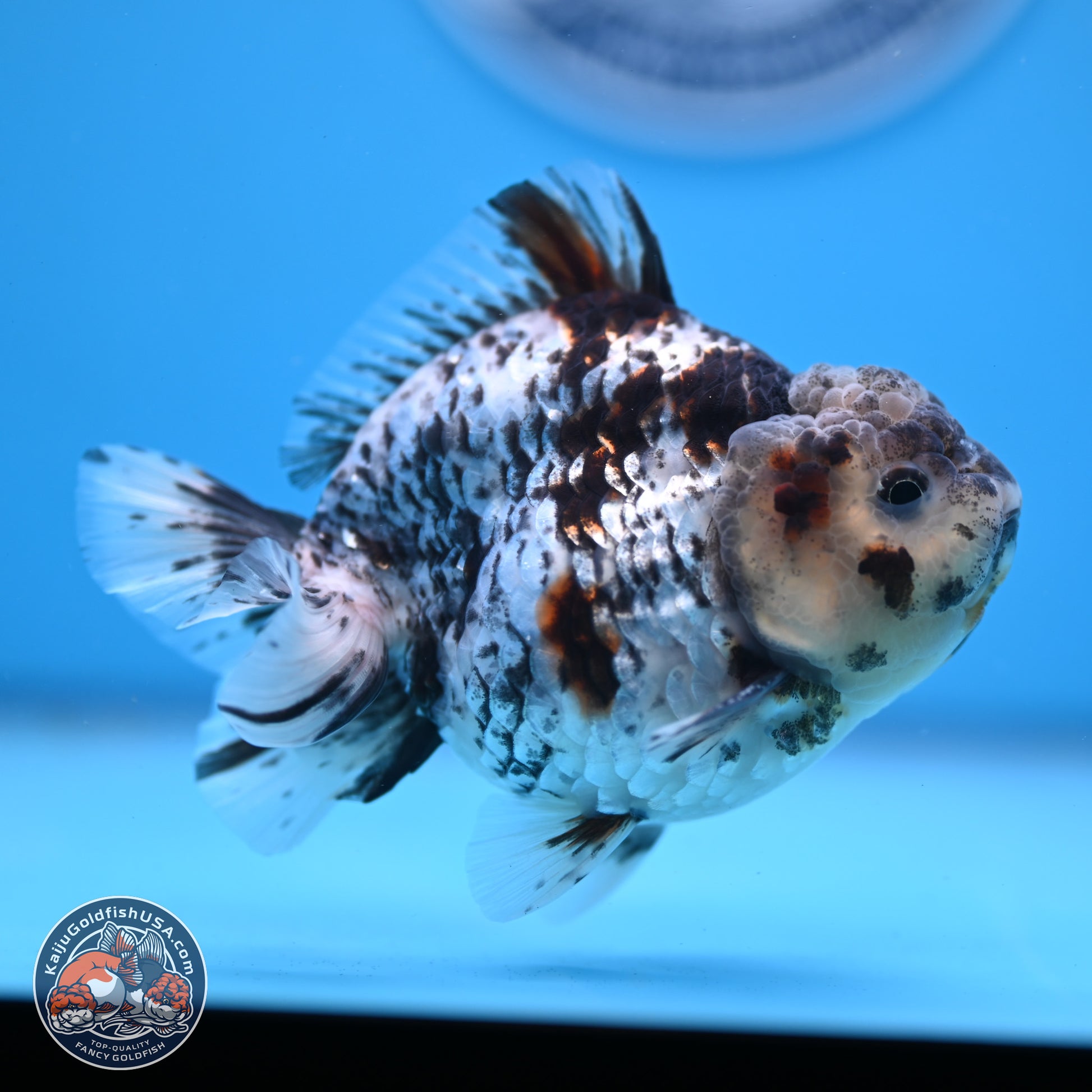 Blue Based Tiger YuanBao Oranda 3.7-4.5 inches (240920_OR01) - Kaiju Goldfish USA