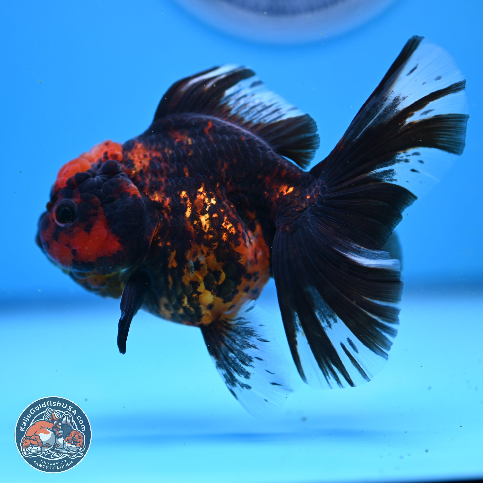 Tiger Rose Tail Oranda 3.5in Body (240830_OR01) - Kaiju Goldfish USA