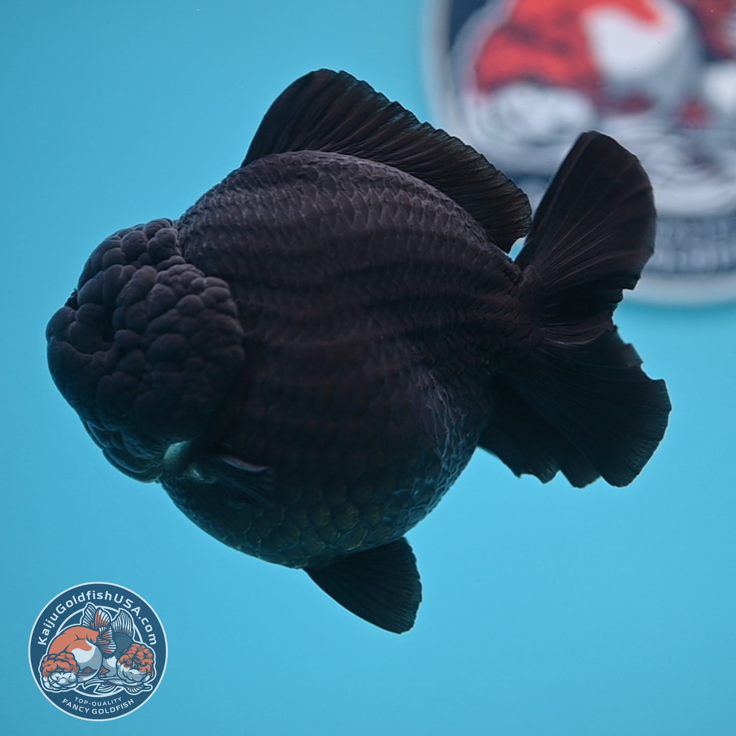 Show Grade - Jet Black Oranda 4 inches Body (250530_OR01)
