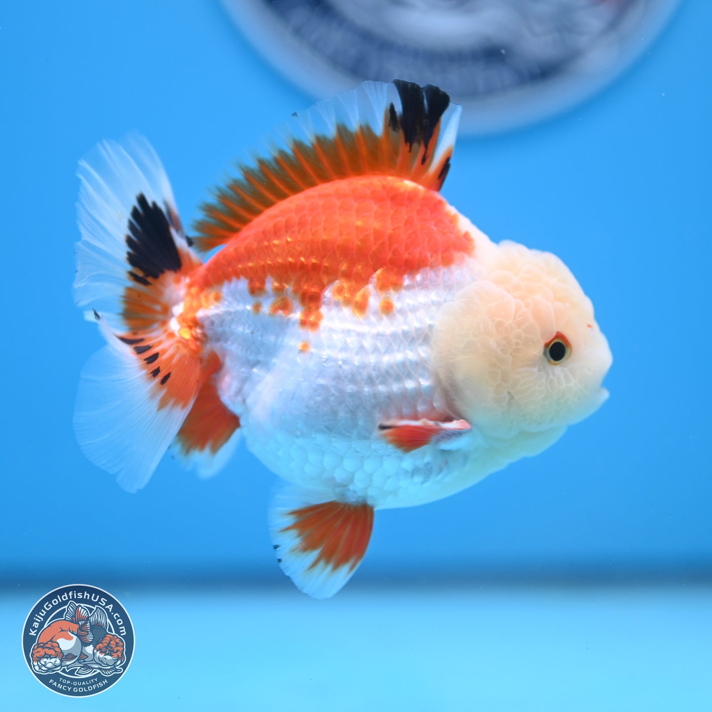 Tricolor YuanBao Oranda 4 inches - Male (241206_OR01) - Kaiju Goldfish USA