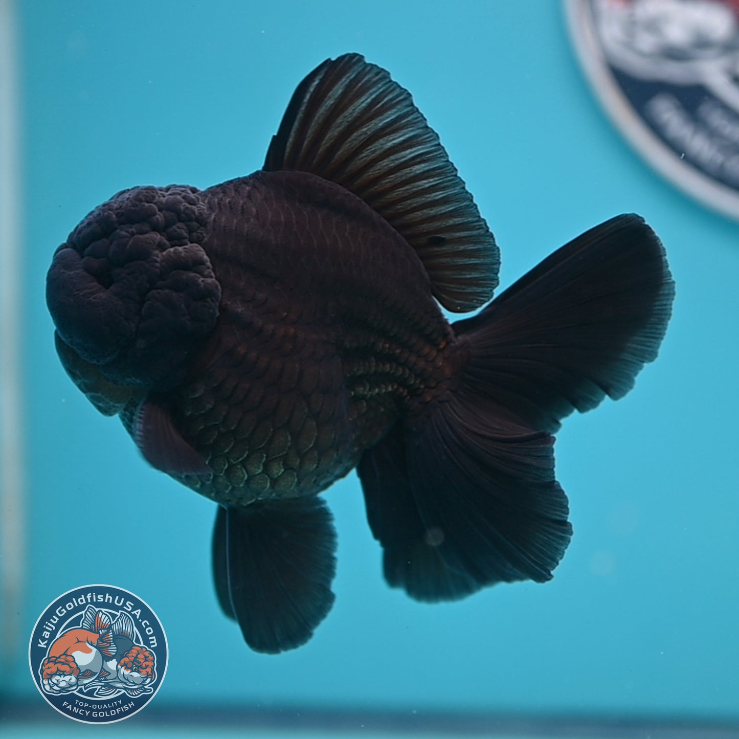 Shogun Jet Black Rose Tail Oranda 3.5 inches Body (250606_OR01)
