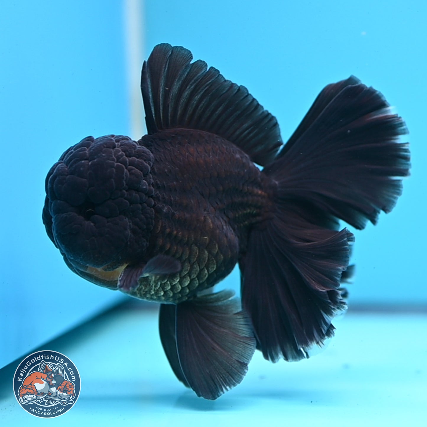 Black Orchid Tail Oranda 3.5 inches Body - Male (250314_OR01)