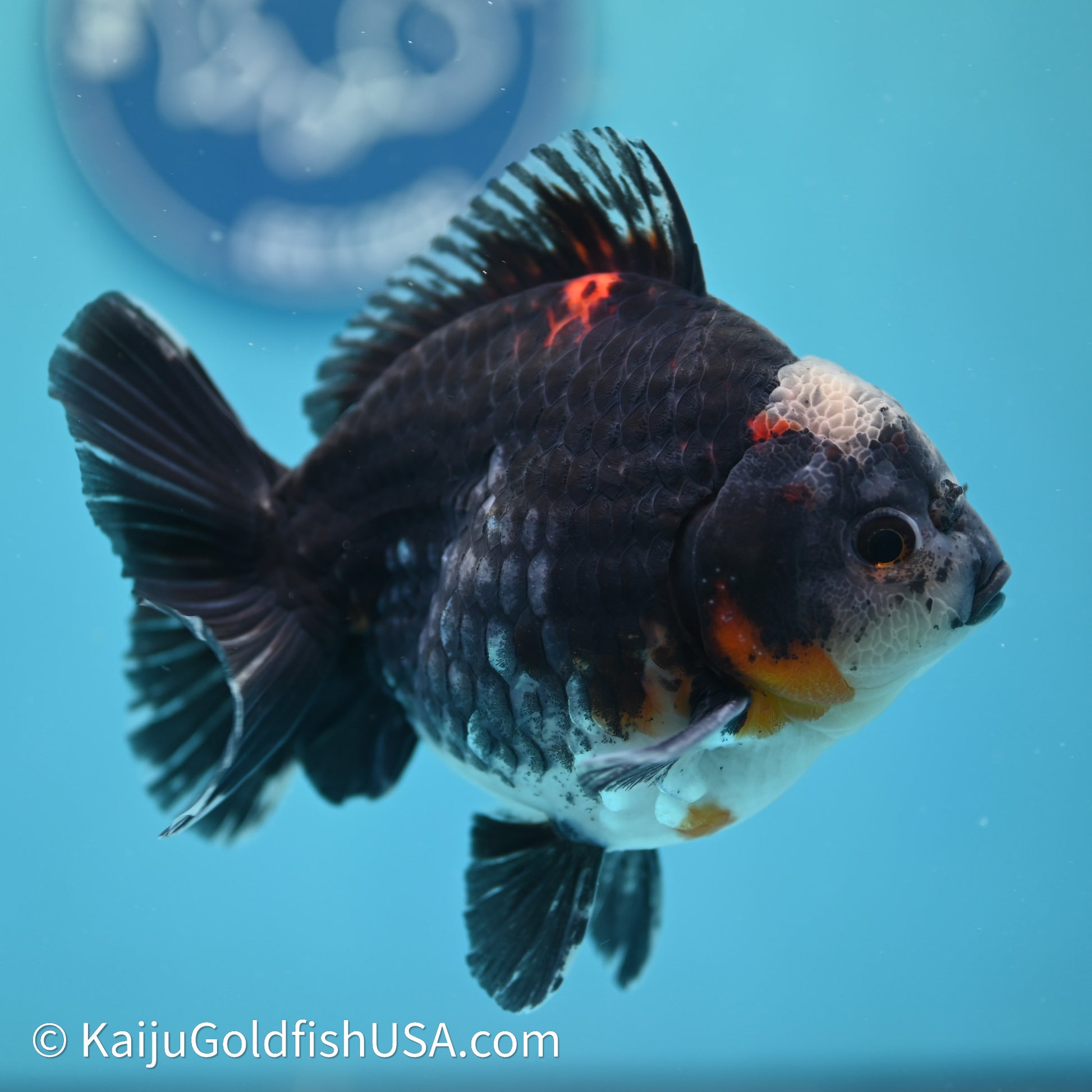 Shogun Godzilla Kirin Oranda 4in Body (240614_OR01) - Kaiju Goldfish USA