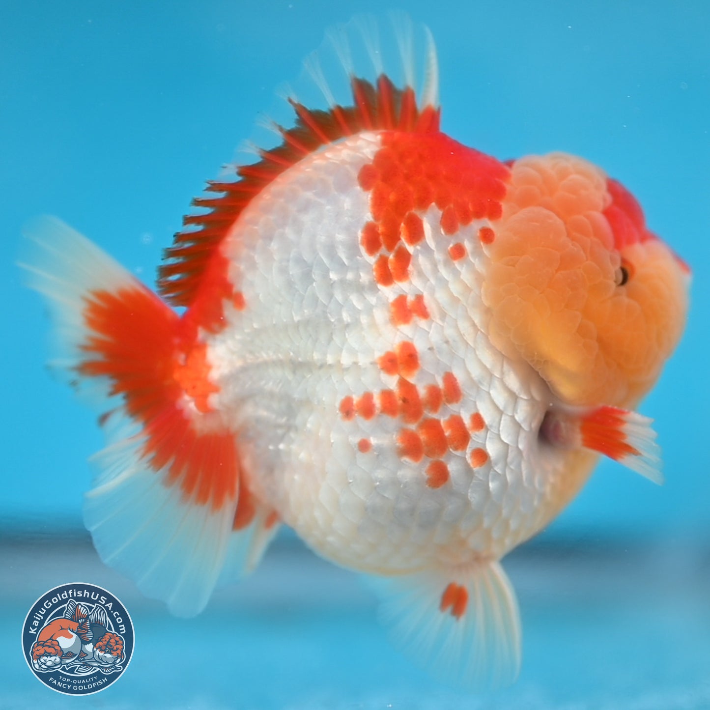 Red White YuanBao Oranda 3.8 inches Body - Male (250131_OR01)