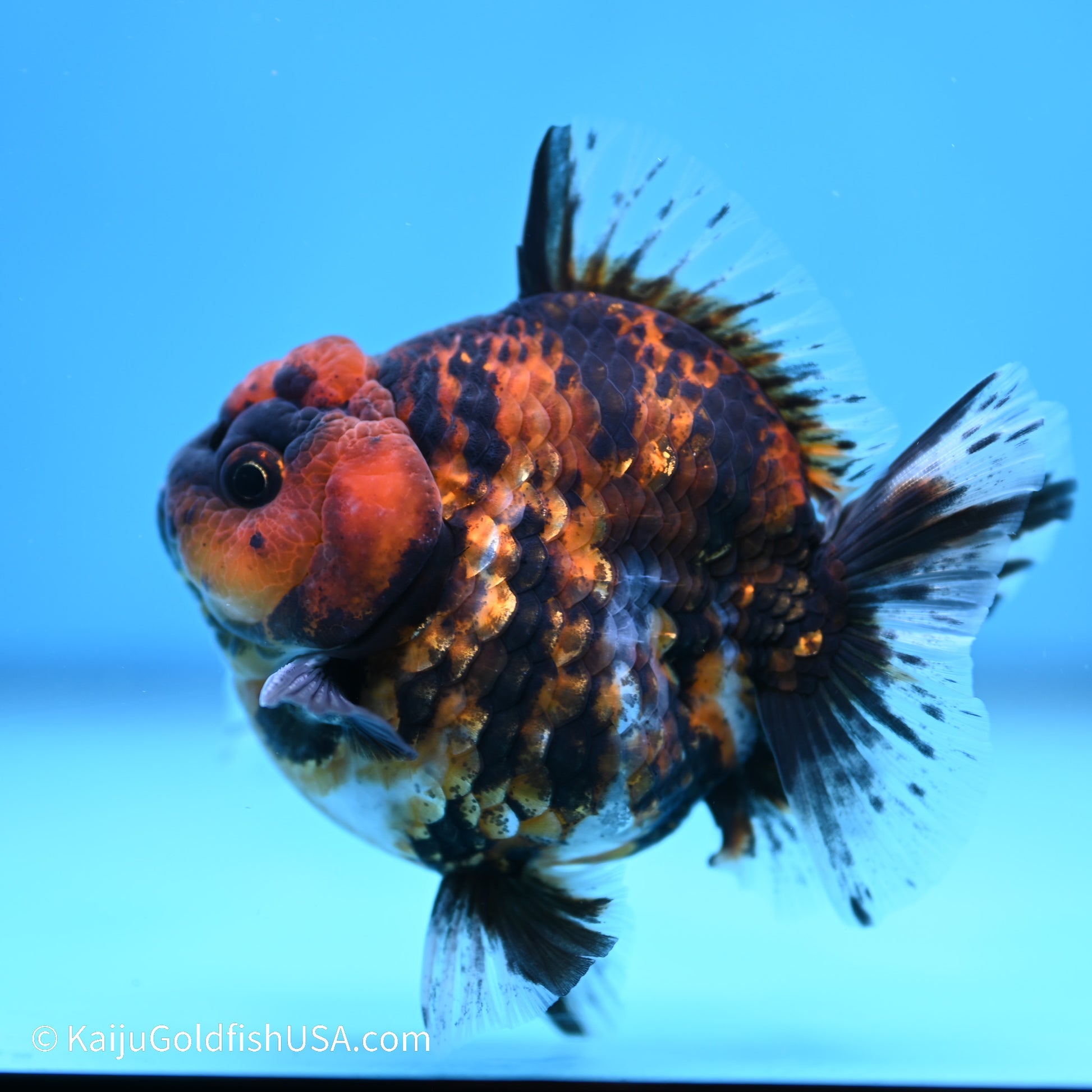 Tiger YuanBao Oranda 4 inches (240517_OR01) - Kaiju Goldfish USA