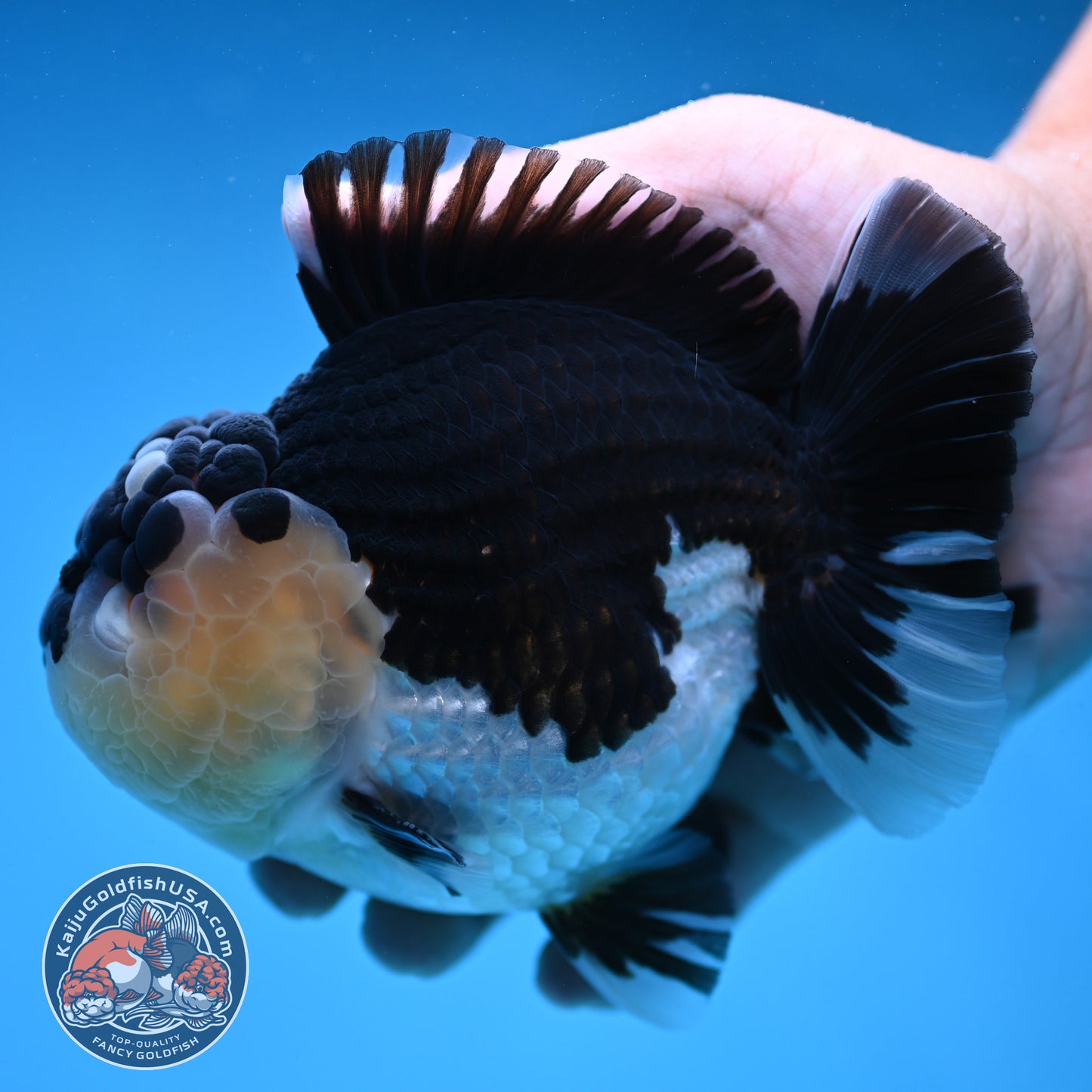 AAA Grade Panda Oranda 4.5 inch Body (250912_OR01)