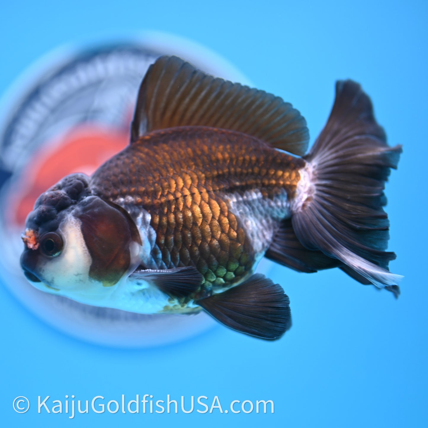 Tricolor Rose Tail Oranda 4in body (240726_OR01) - Kaiju Goldfish USA