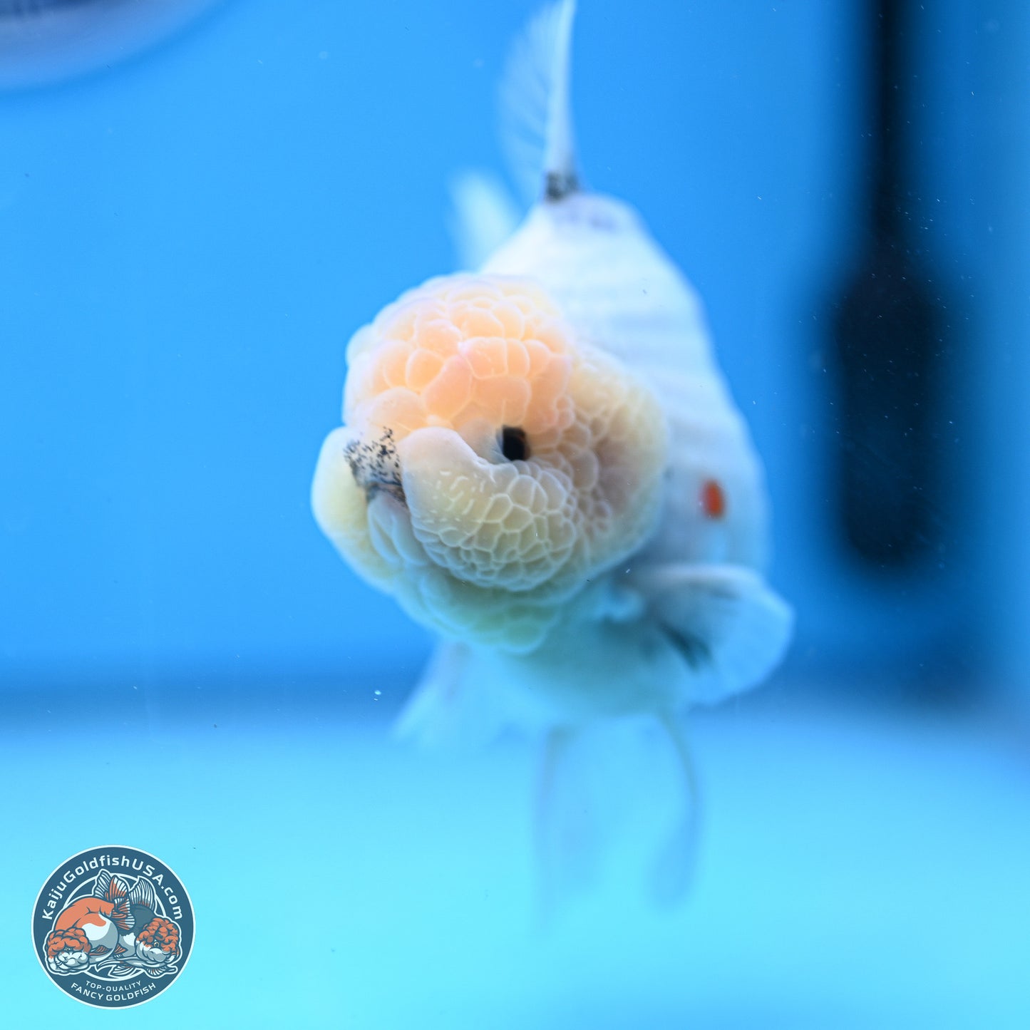 Tricolor Sakura Rose Tail Oranda 5 inches -Male (241129_OR01) - Kaiju Goldfish USA