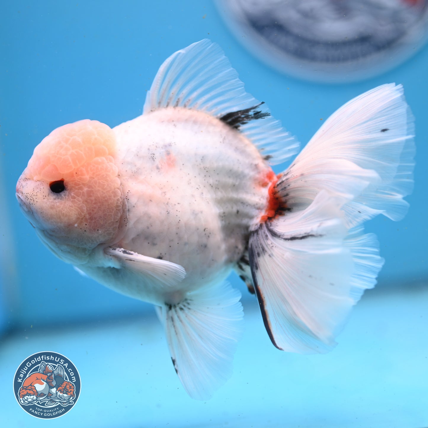 Calico Rose Tail Oranda 6 inches - Male (241122_OR01) - Kaiju Goldfish USA