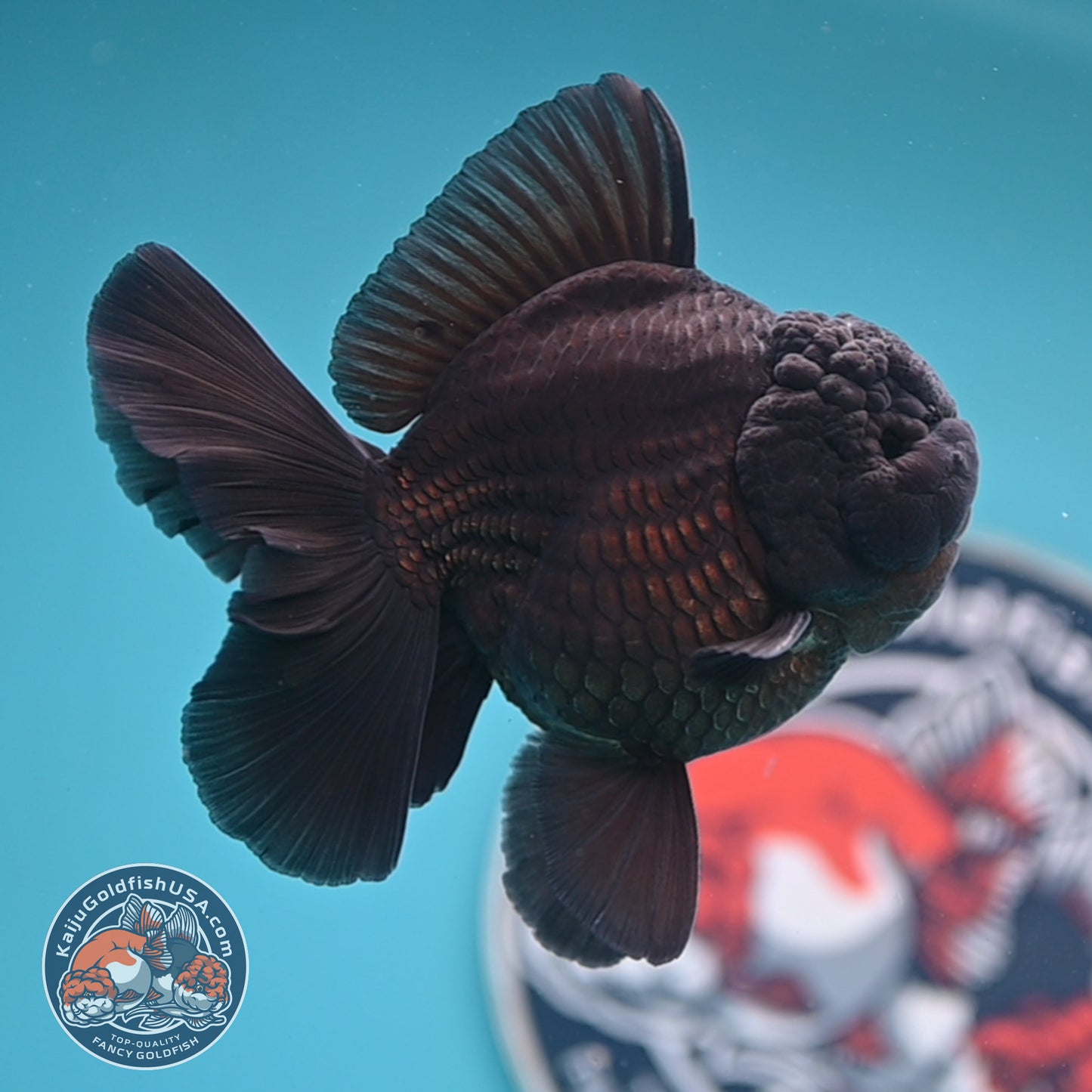 Shogun Jet Black Rose Tail Oranda 3.5 inches Body (250606_OR01)