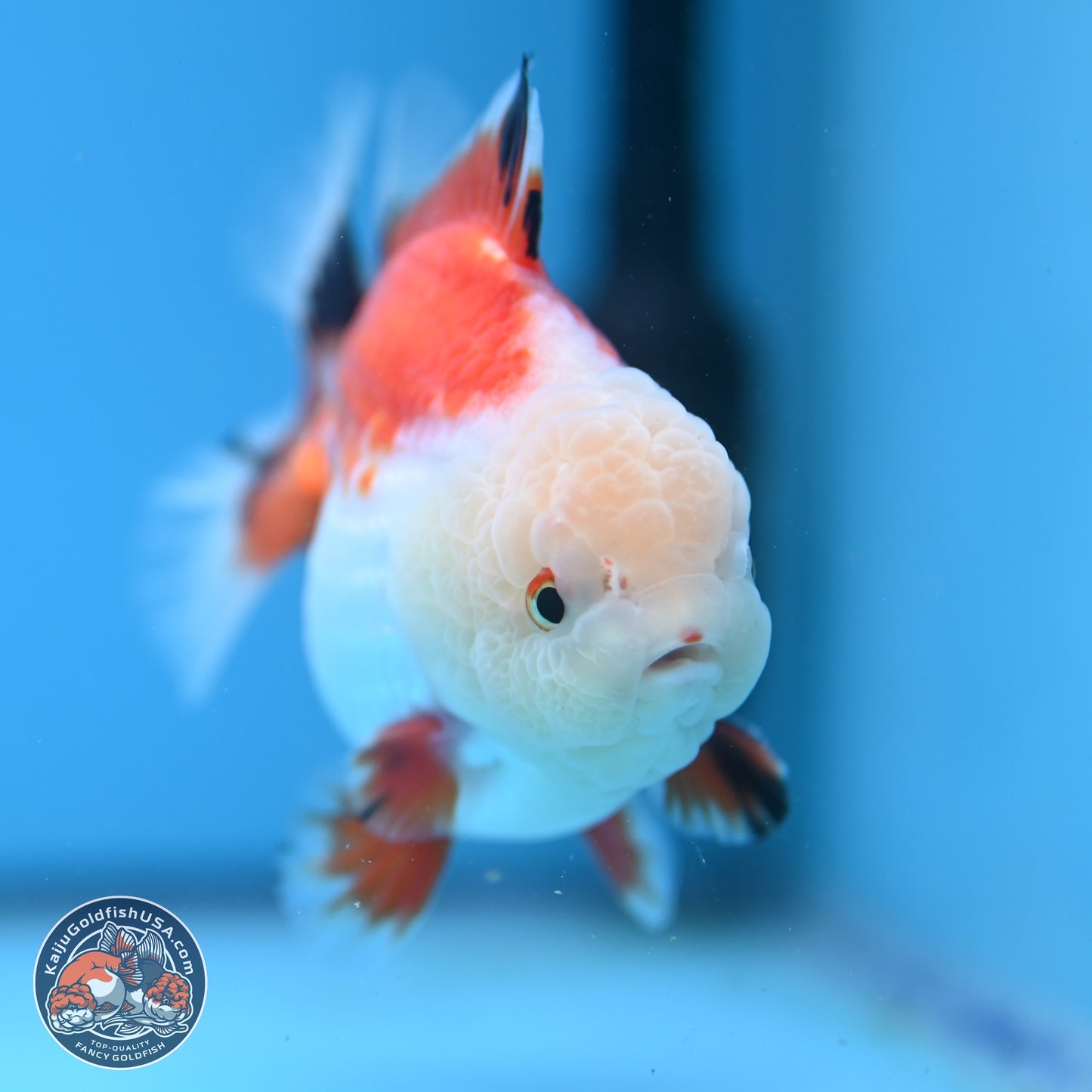 Tricolor YuanBao Oranda 4 inches - Male (241206_OR01) - Kaiju Goldfish USA