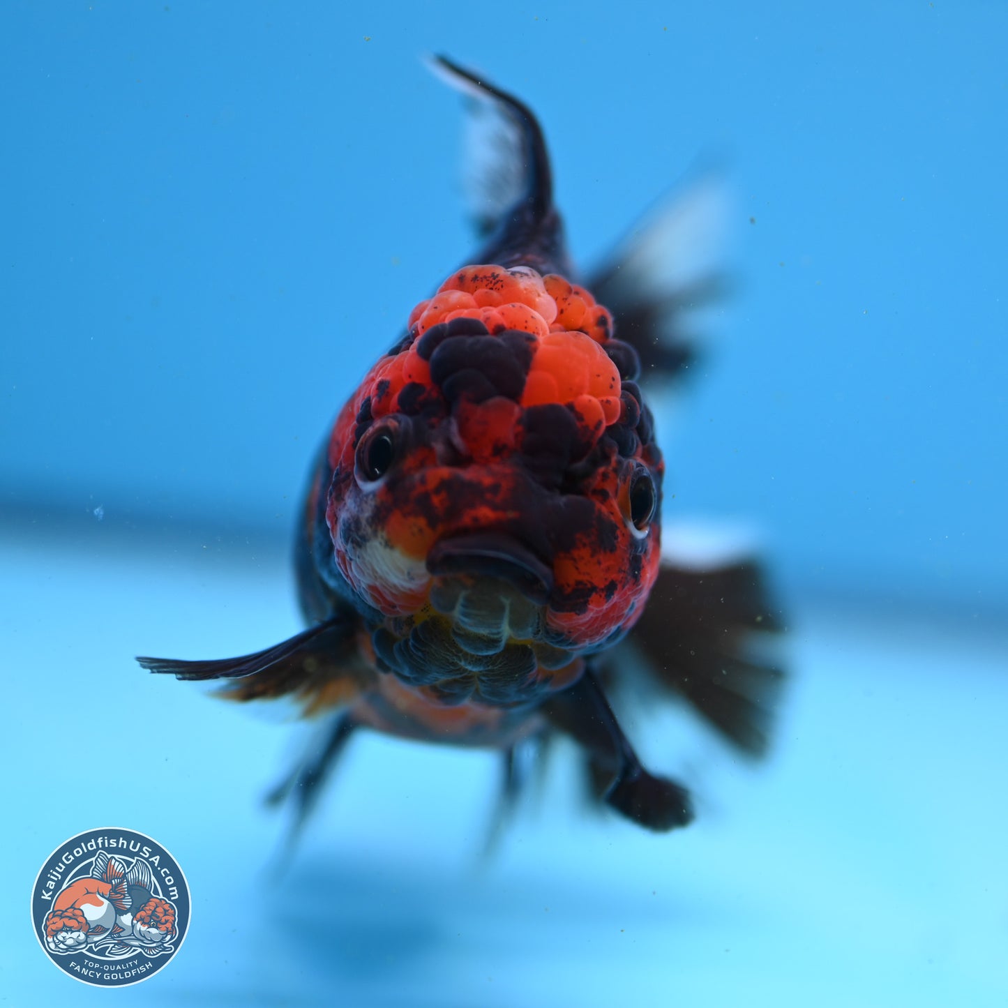 Tiger Rose Tail Oranda 3.5in Body (240830_OR01) - Kaiju Goldfish USA