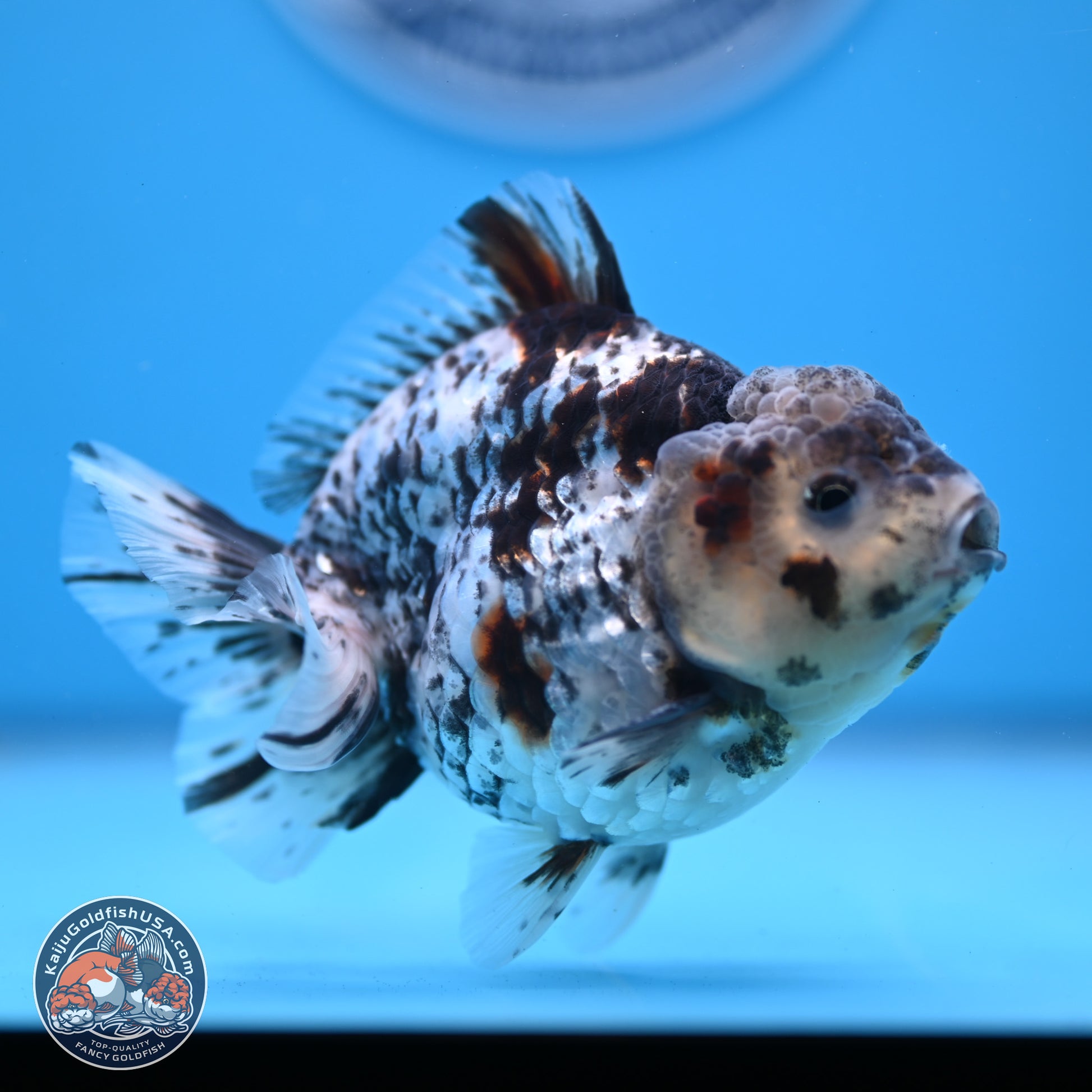 Blue Based Tiger YuanBao Oranda 3.7-4.5 inches (240920_OR01) - Kaiju Goldfish USA