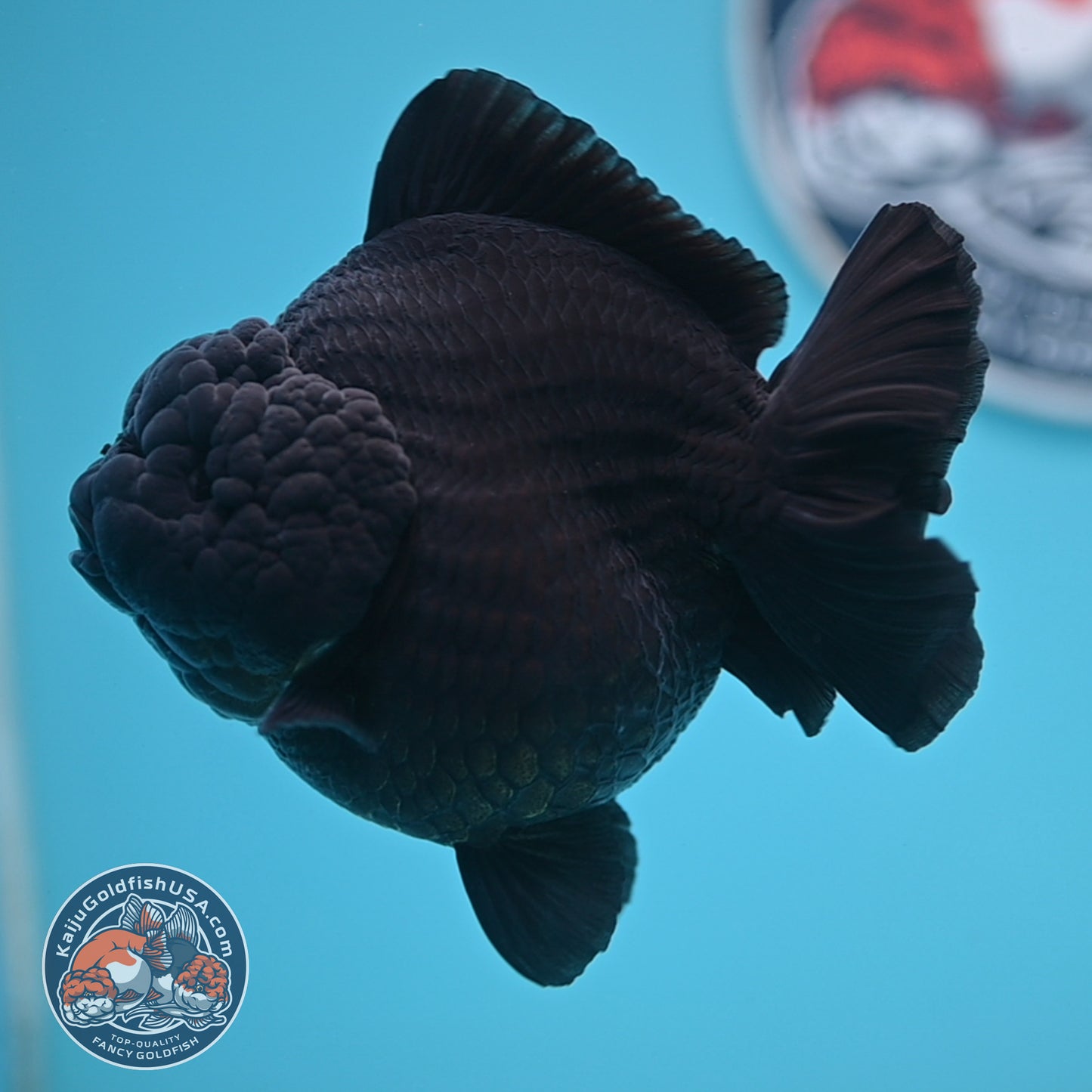 Show Grade - Jet Black Oranda 4 inches Body (250530_OR01)