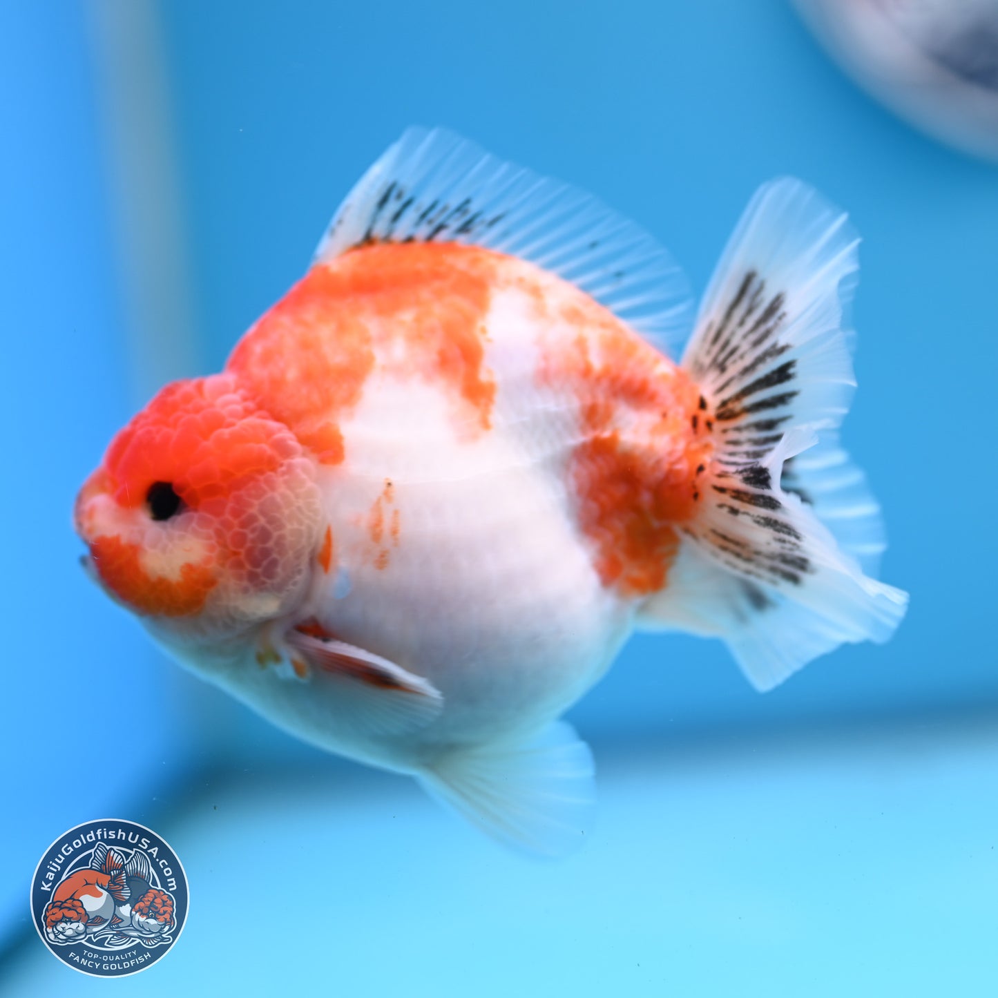 Sakura YuanBao Oranda 4 inches (241101_OR01) - Kaiju Goldfish USA