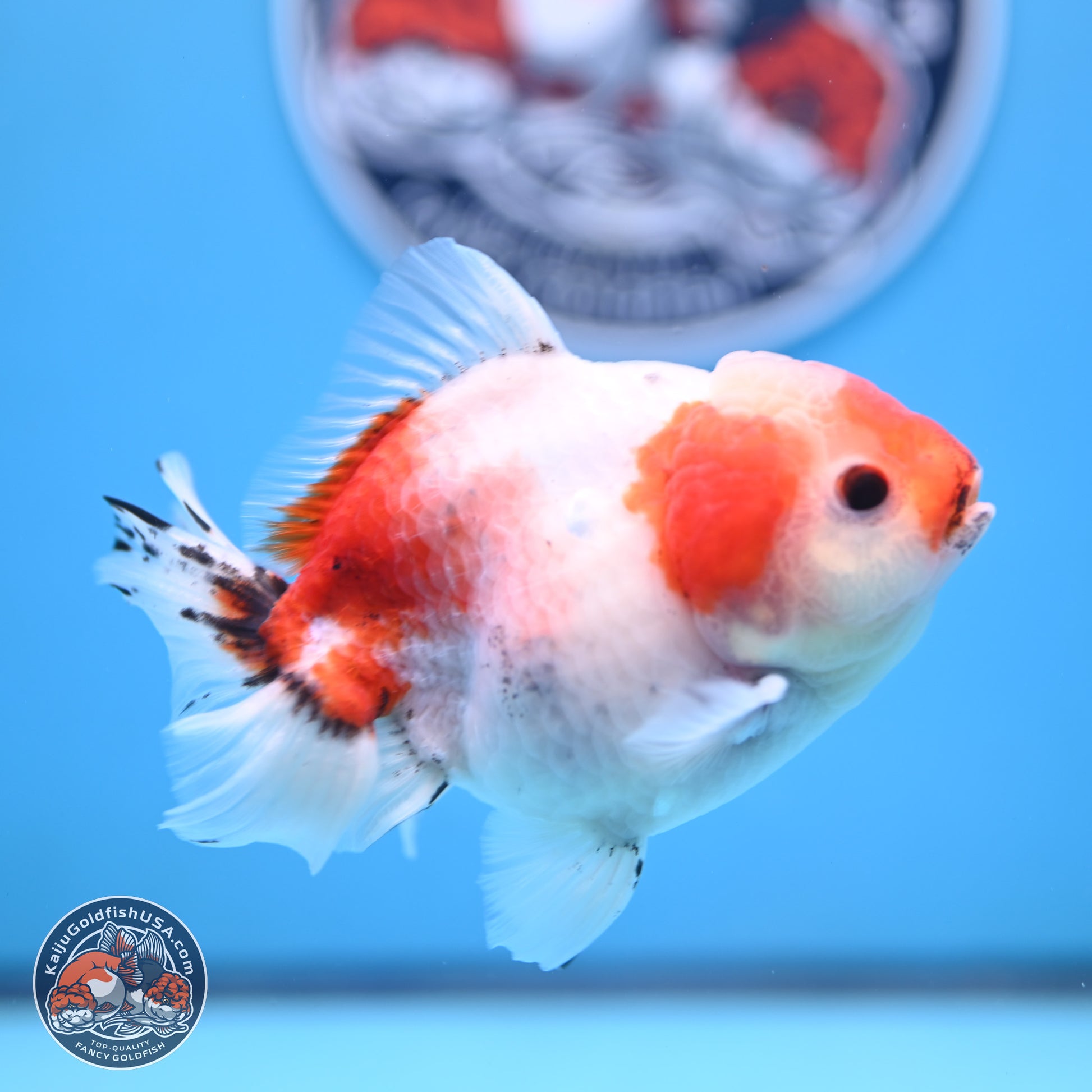 Tricolor Sakura Oranda 4 inches Body - Male (250117_OR01) - Kaiju Goldfish USA